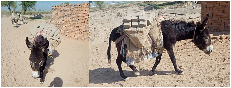 766px x 294px - Frontiers | Welfare Concerns for Mounted Load Carrying by Working Donkeys  in Pakistan