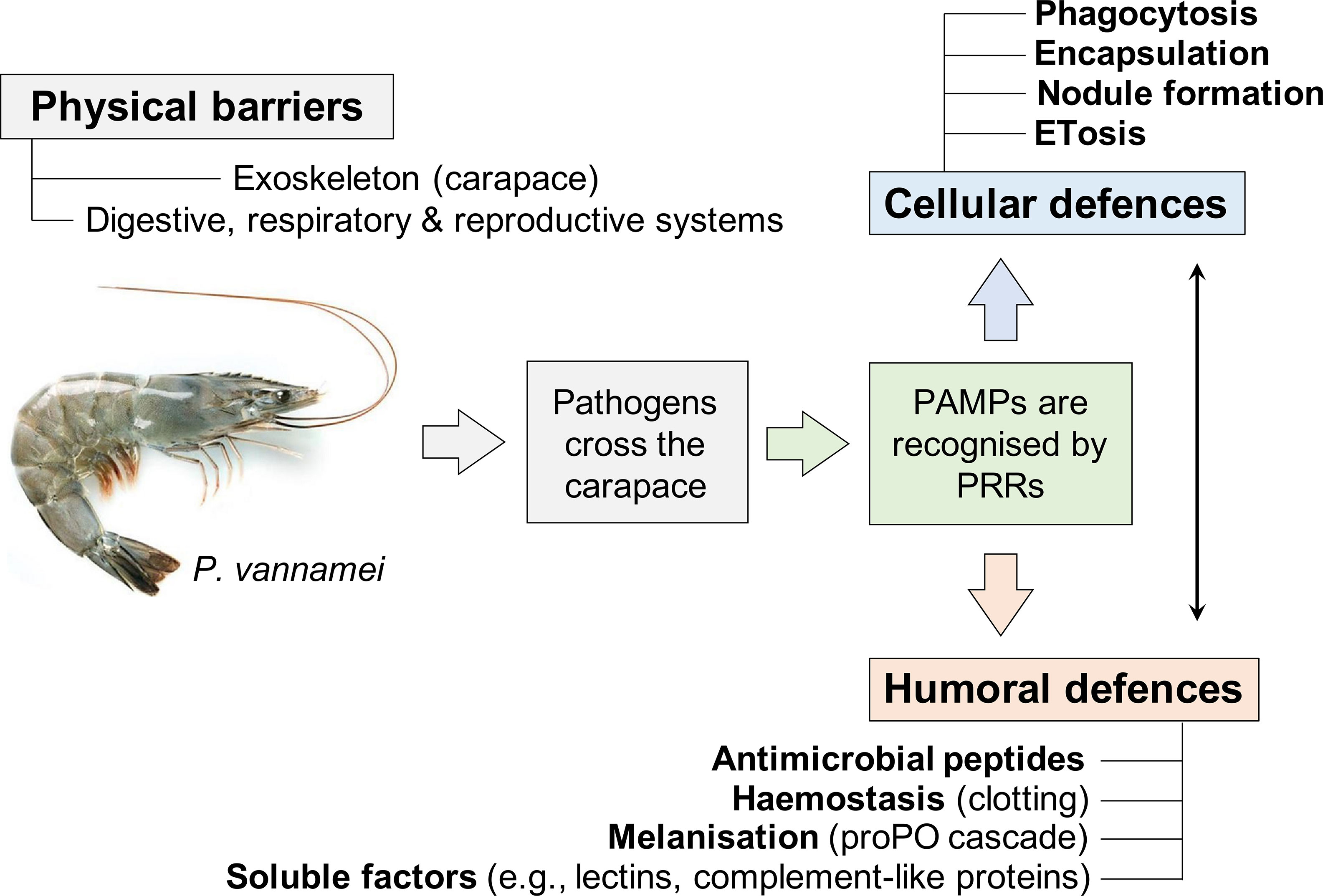 Frontiers  Welfare in Farmed Decapod Crustaceans, With Particular