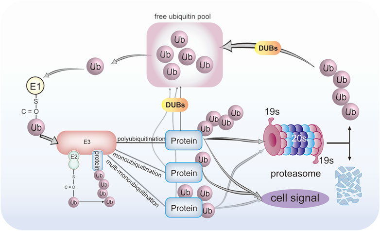 UBR2 mediates transcriptional silencing during spermatogenesis via histone  ubiquitination