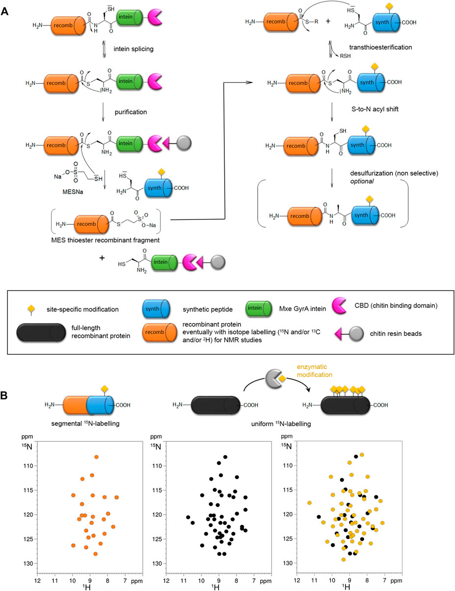 Frontiers  General Principles Underpinning Amyloid Structure