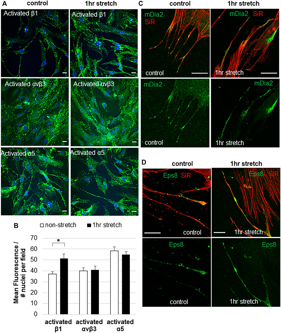 Glaucomatous and Frontiers Proteins Mechanical in on | Effects Integrins Stretch Cells The and Normal of Meshwork Filopodial-Associated Trabecular