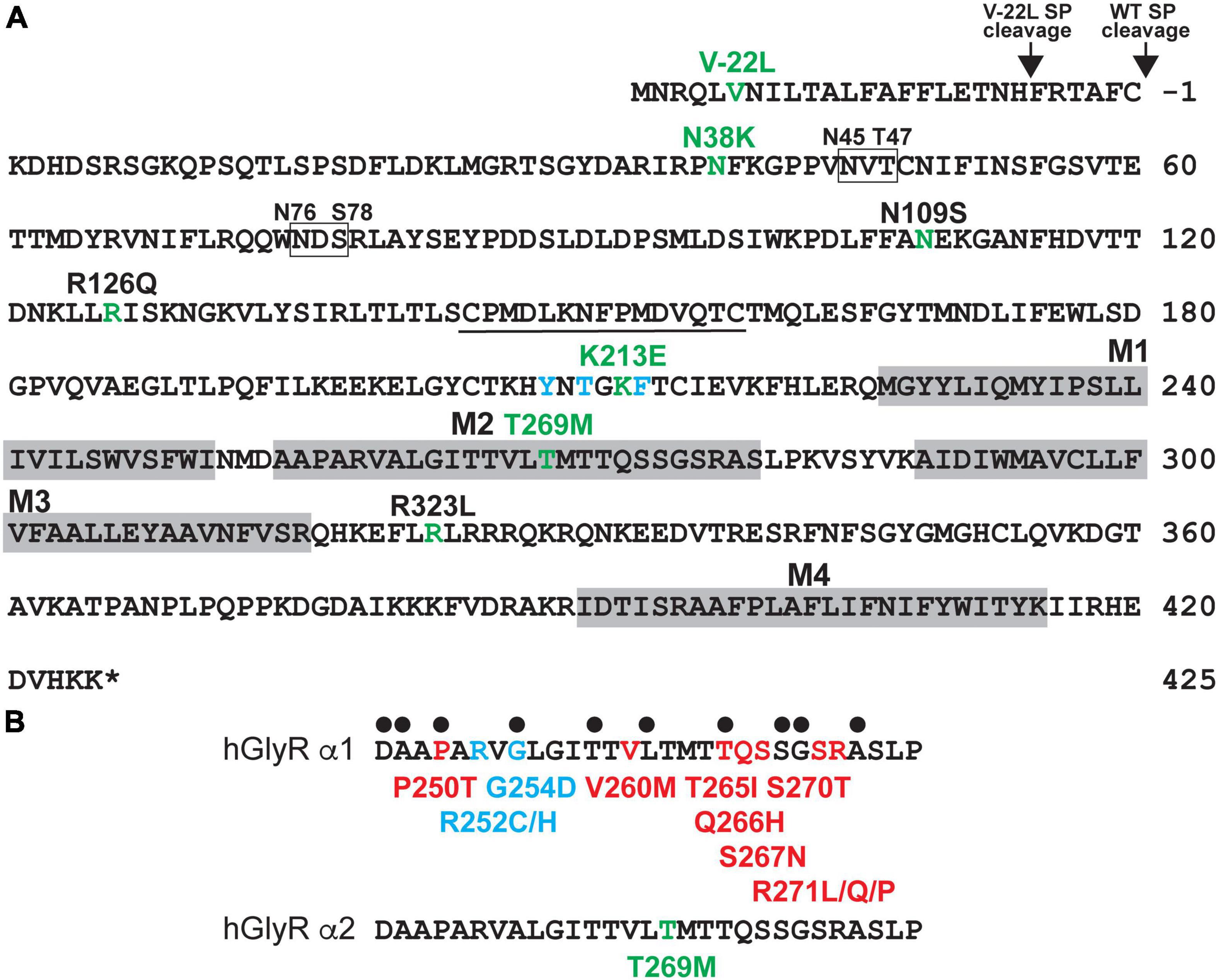 Frontiers | Loss, Gain and Altered Function of GlyR α2 Subunit ...