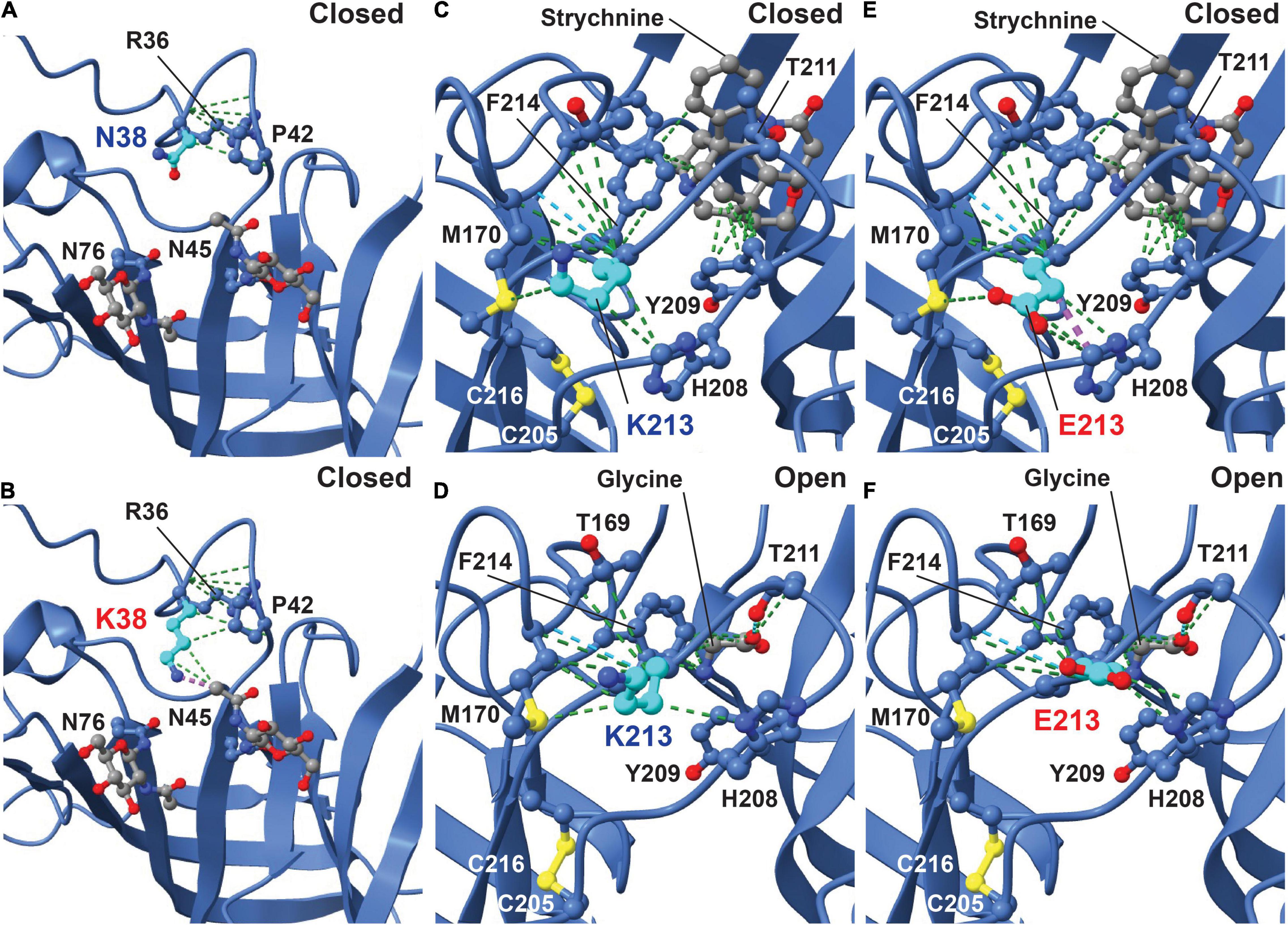 Frontiers | Loss, Gain And Altered Function Of GlyR α2 Subunit ...