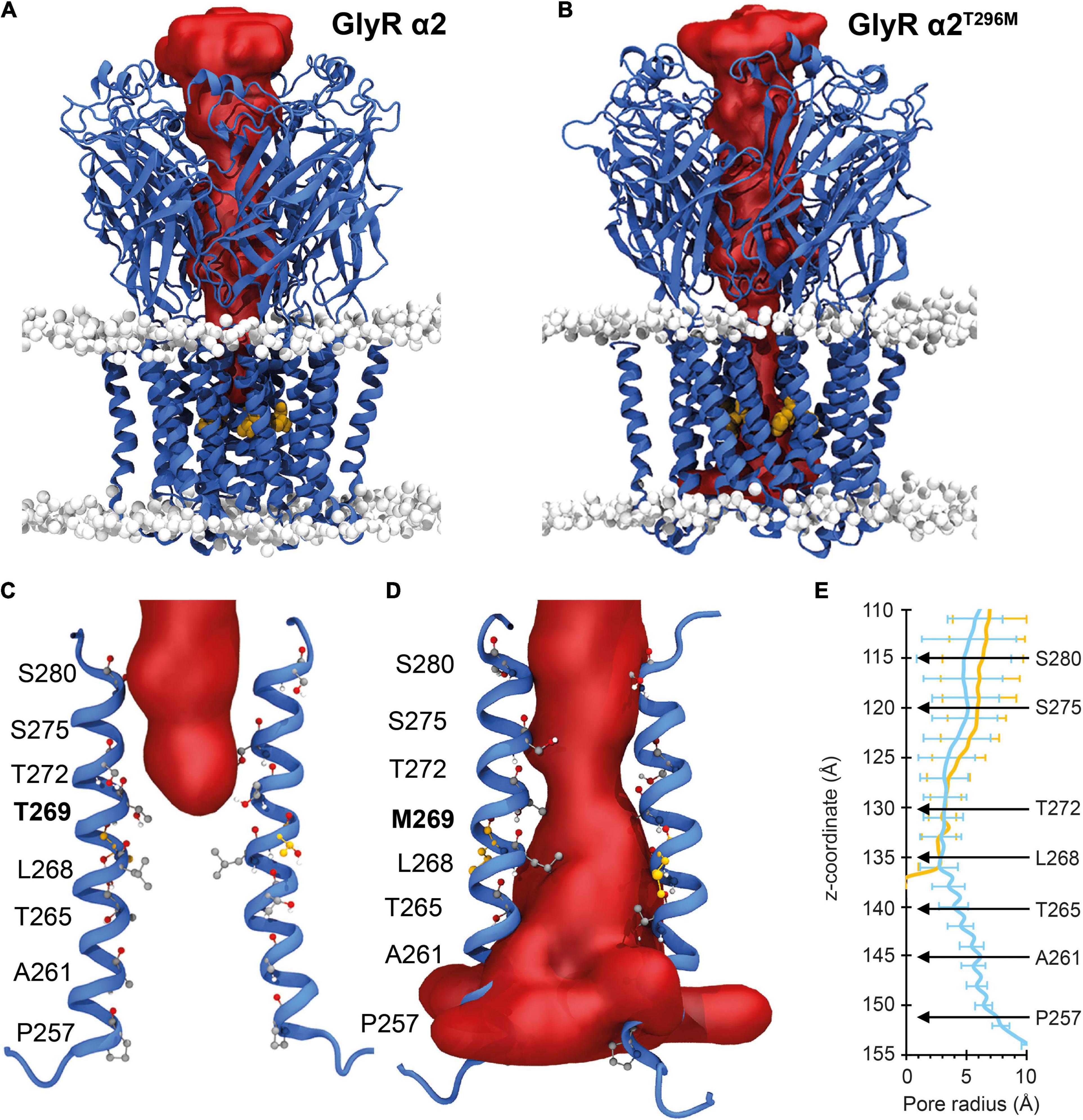 Frontiers | Loss, Gain And Altered Function Of GlyR α2 Subunit ...