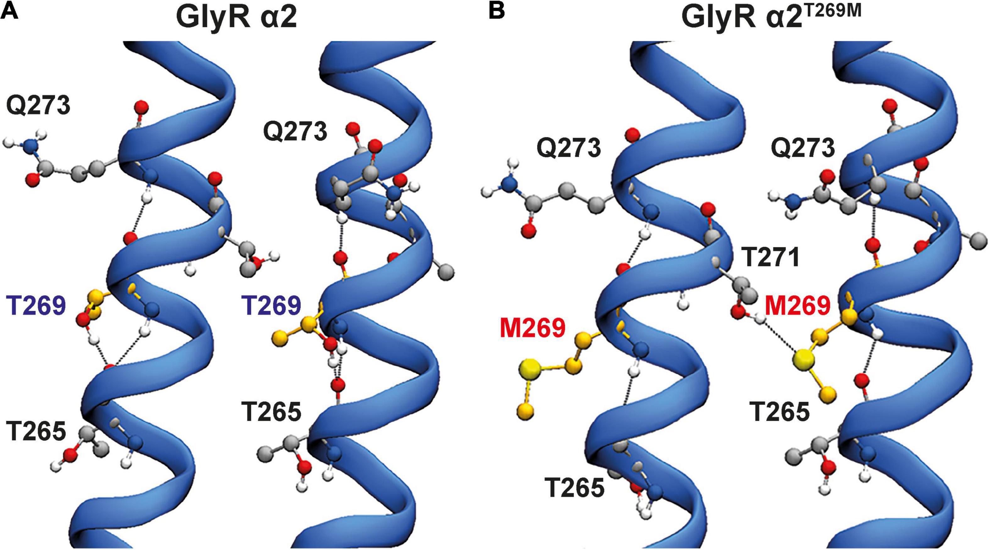 Frontiers | Loss, Gain And Altered Function Of GlyR α2 Subunit ...