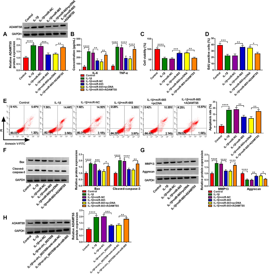 Frontiers | Knockdown of Circ_0037658 Alleviates IL-1β-Induced 