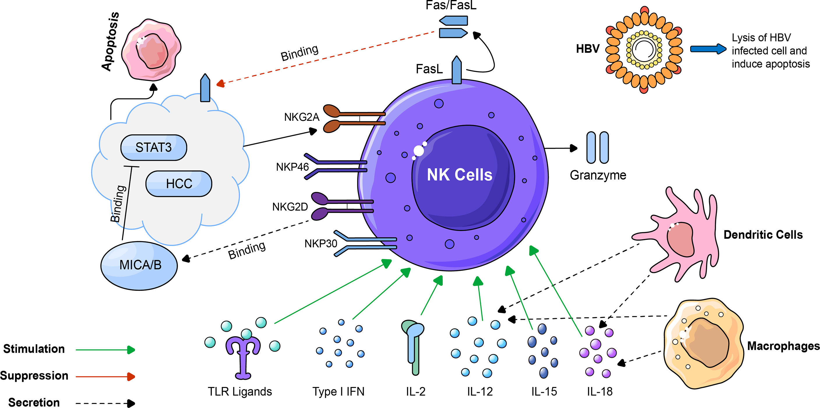 Frontiers | The Dynamic Role of NK Cells in Liver Cancers: Role in HCC ...