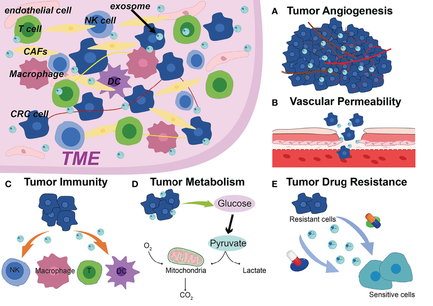 Frontiers | Exosome-Derived Non-Coding RNAs in the Tumor 