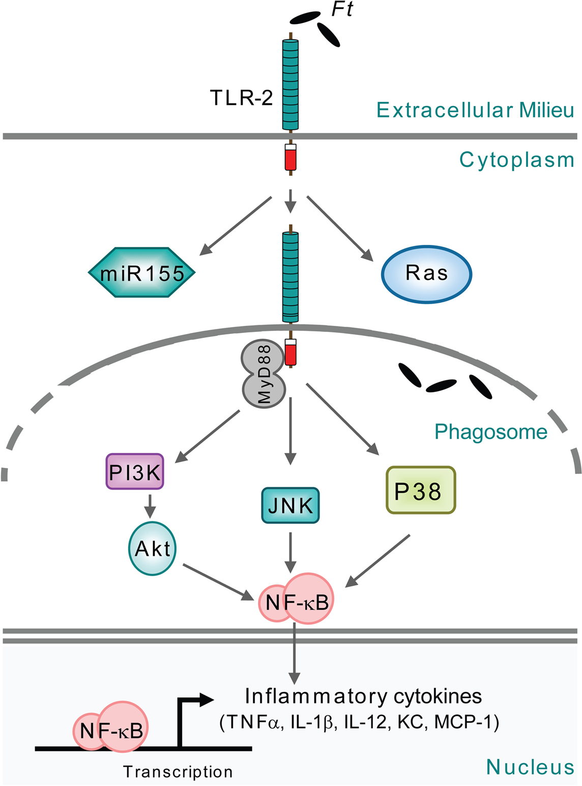 Frontiers  PdpC, a secreted effector protein of the type six