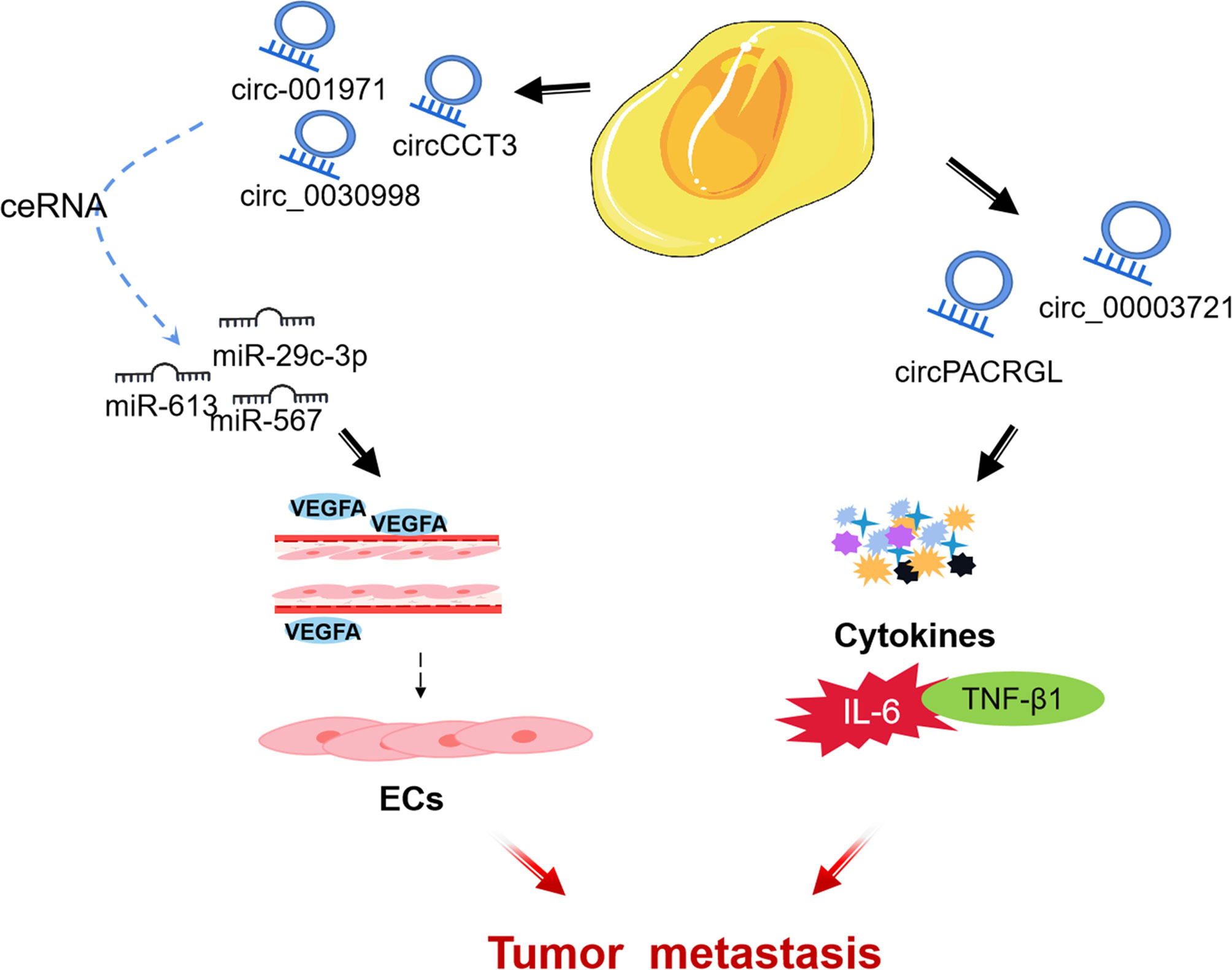 Frontiers | Non-Coding RNAs Implicated in the Tumor 