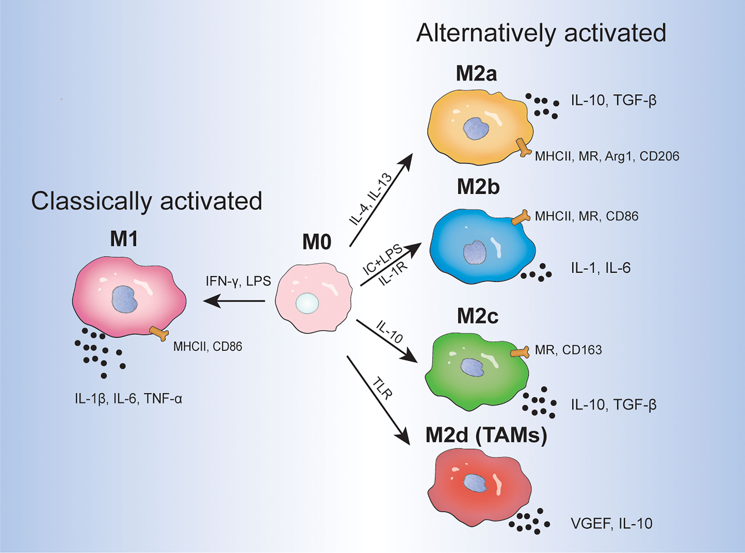 Frontiers Shaping Polarization Of Tumor Associated Macrophages In Cancer Immunotherapy