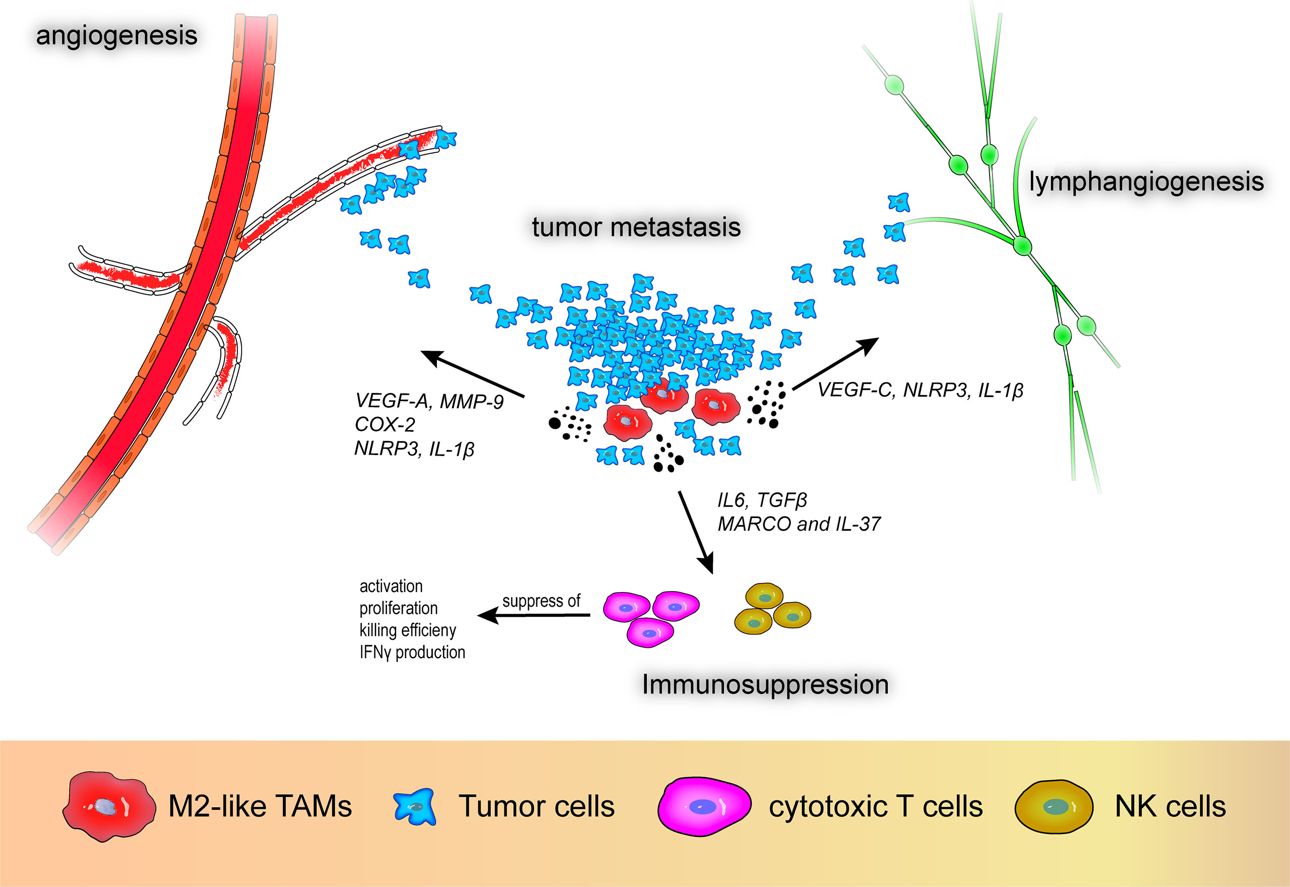 Frontiers Shaping Polarization Of Tumor Associated Macrophages In