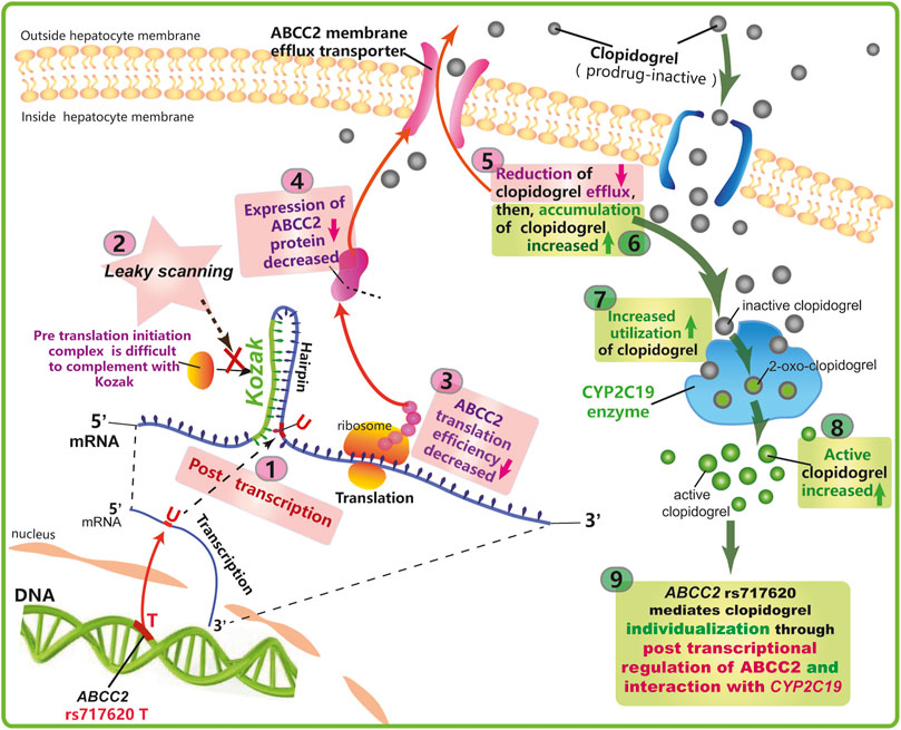 Frontiers | Association of ABCC2 polymorphism with clopidogrel response ...