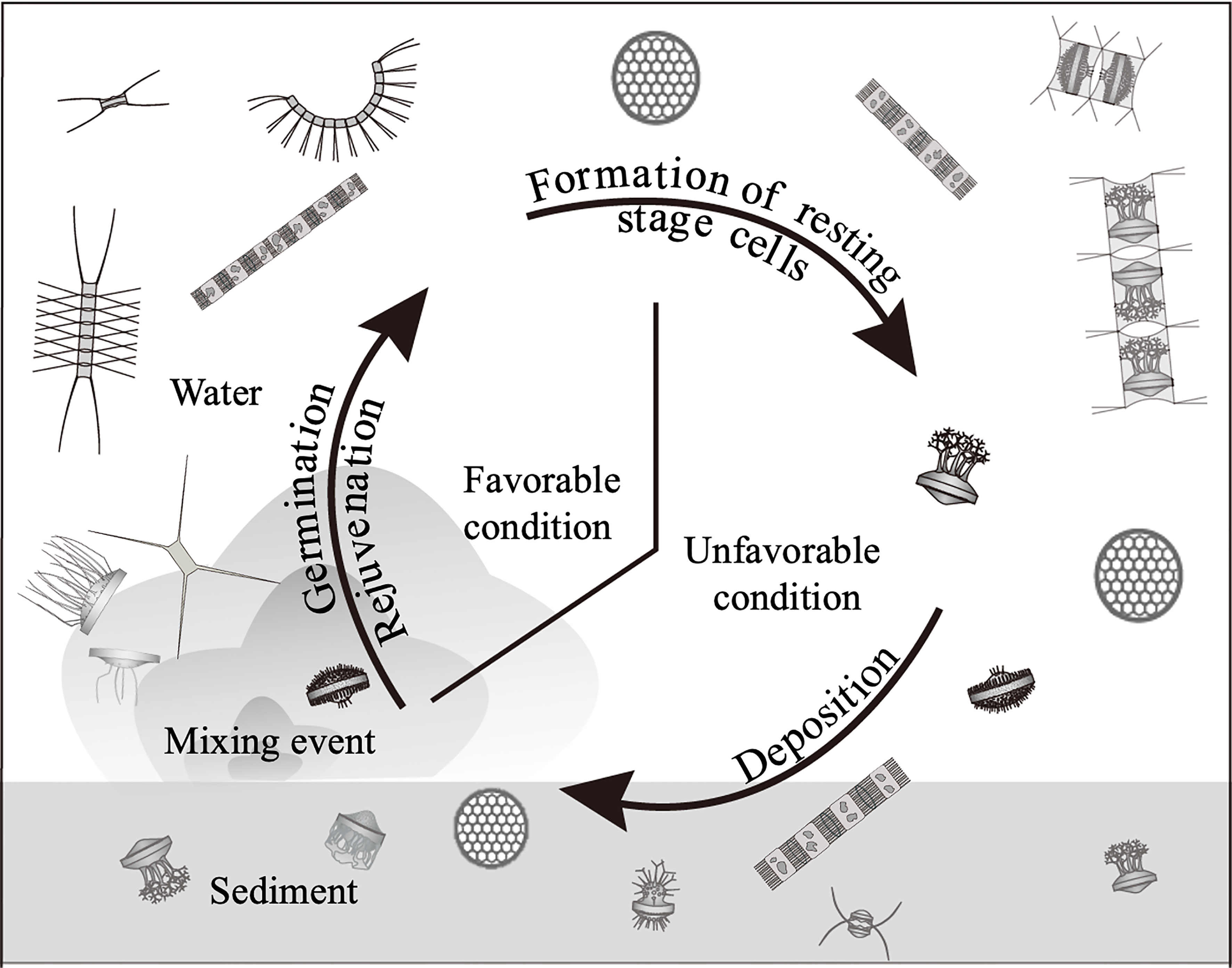 Frontiers Life Cycle Strategies Of The Centric Diatoms In A Shallow Embayment Revealed By The