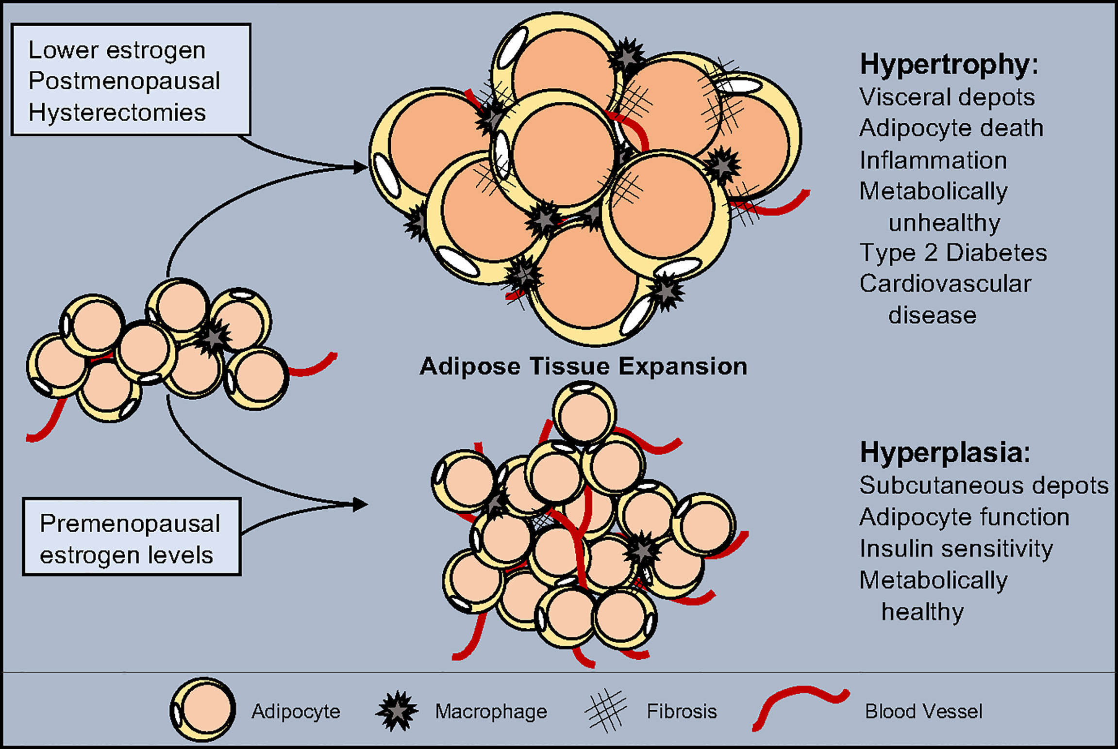 Well-regulated adipose tissue