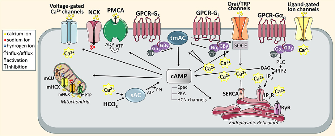 Frontiers  Astrocytic Calcium Dynamics Along the Pain Pathway