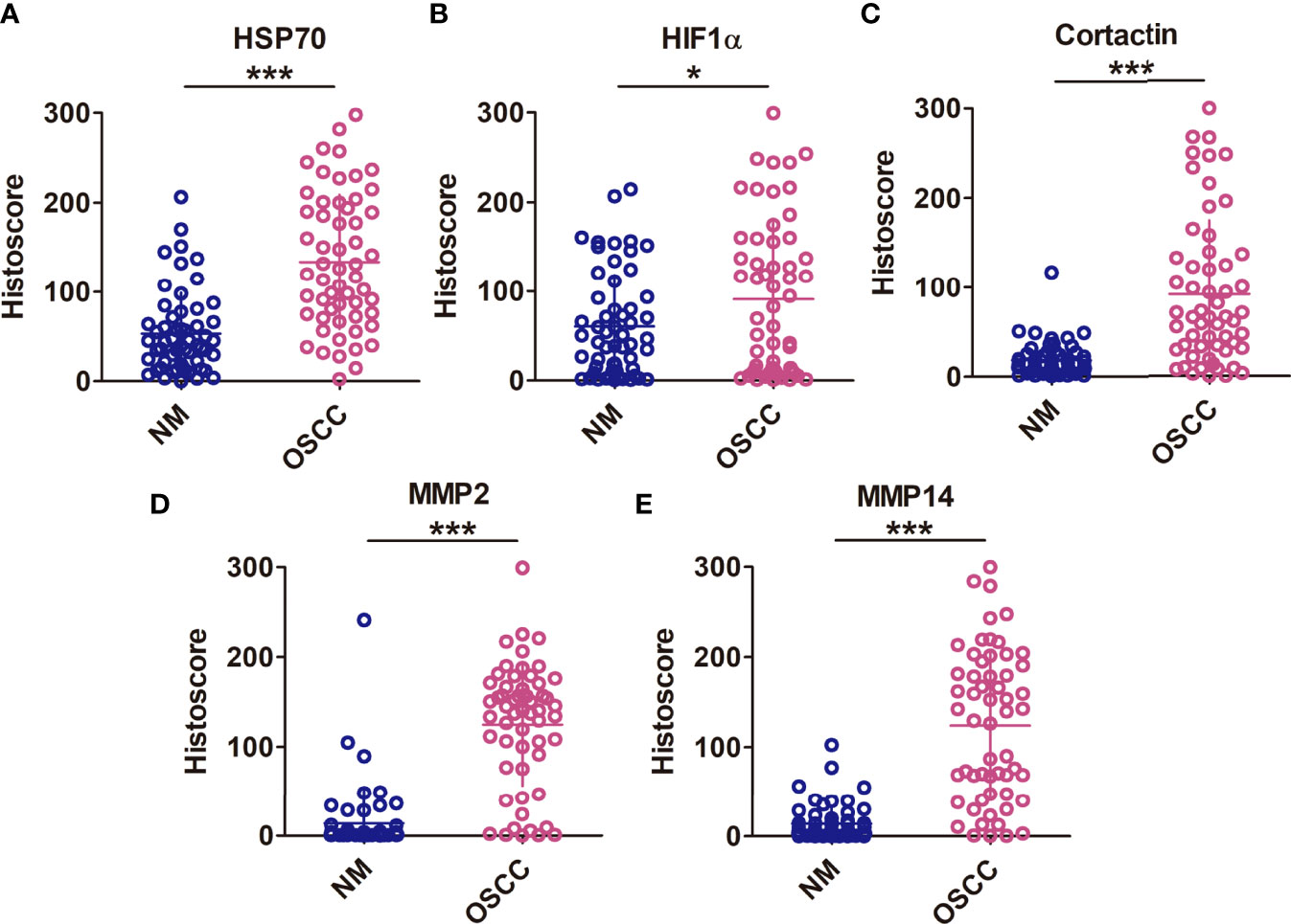 Frontiers  Heat Shock Proteins 70 Regulate Cell Motility and