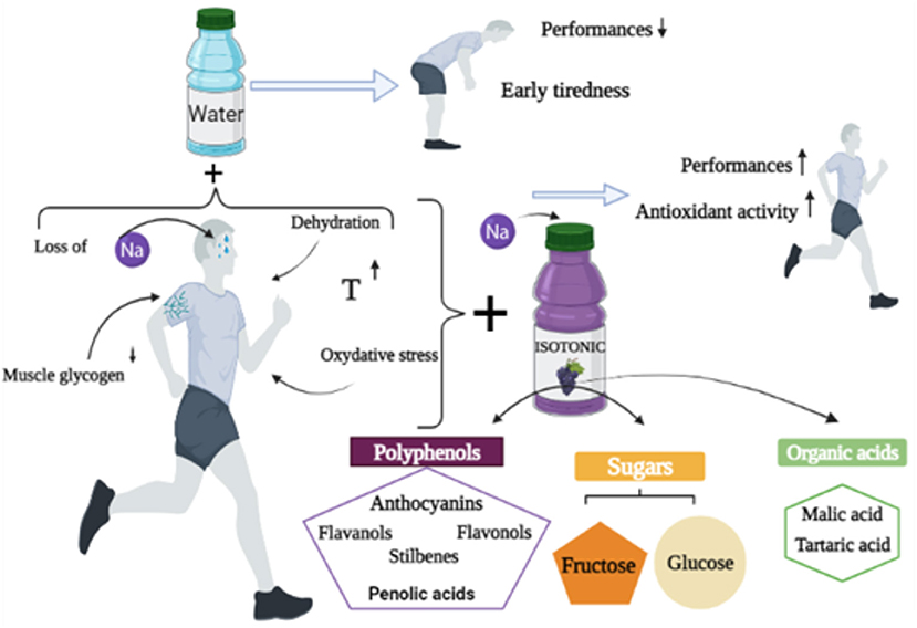 Isotonic drink performance benefits