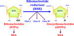 Frontiers | Ribonucleotide Reductases: Essential Enzymes For Bacterial ...