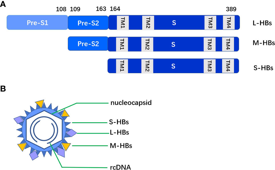 Frontiers Immune Mechanisms Underlying Hepatitis B Surface Antigen 