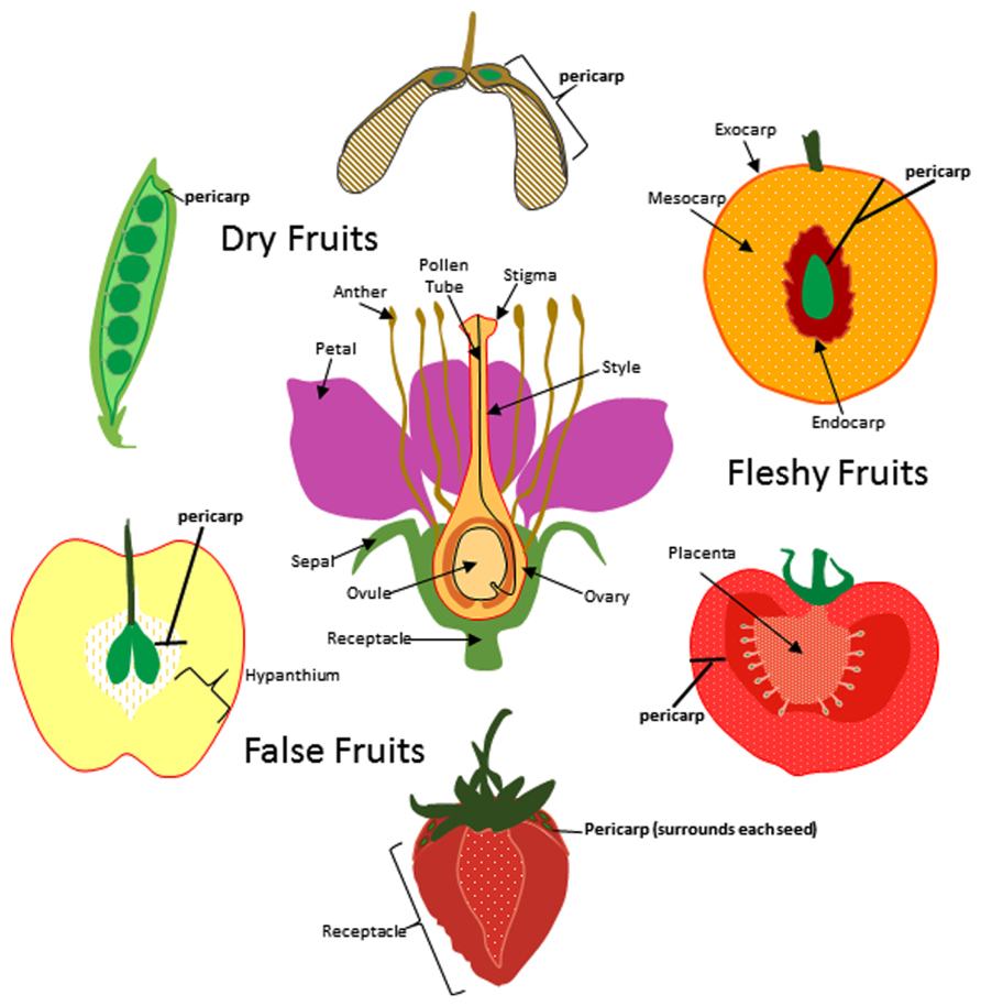 Frontiers Evolution of the fruit endocarp: molecular mechanisms