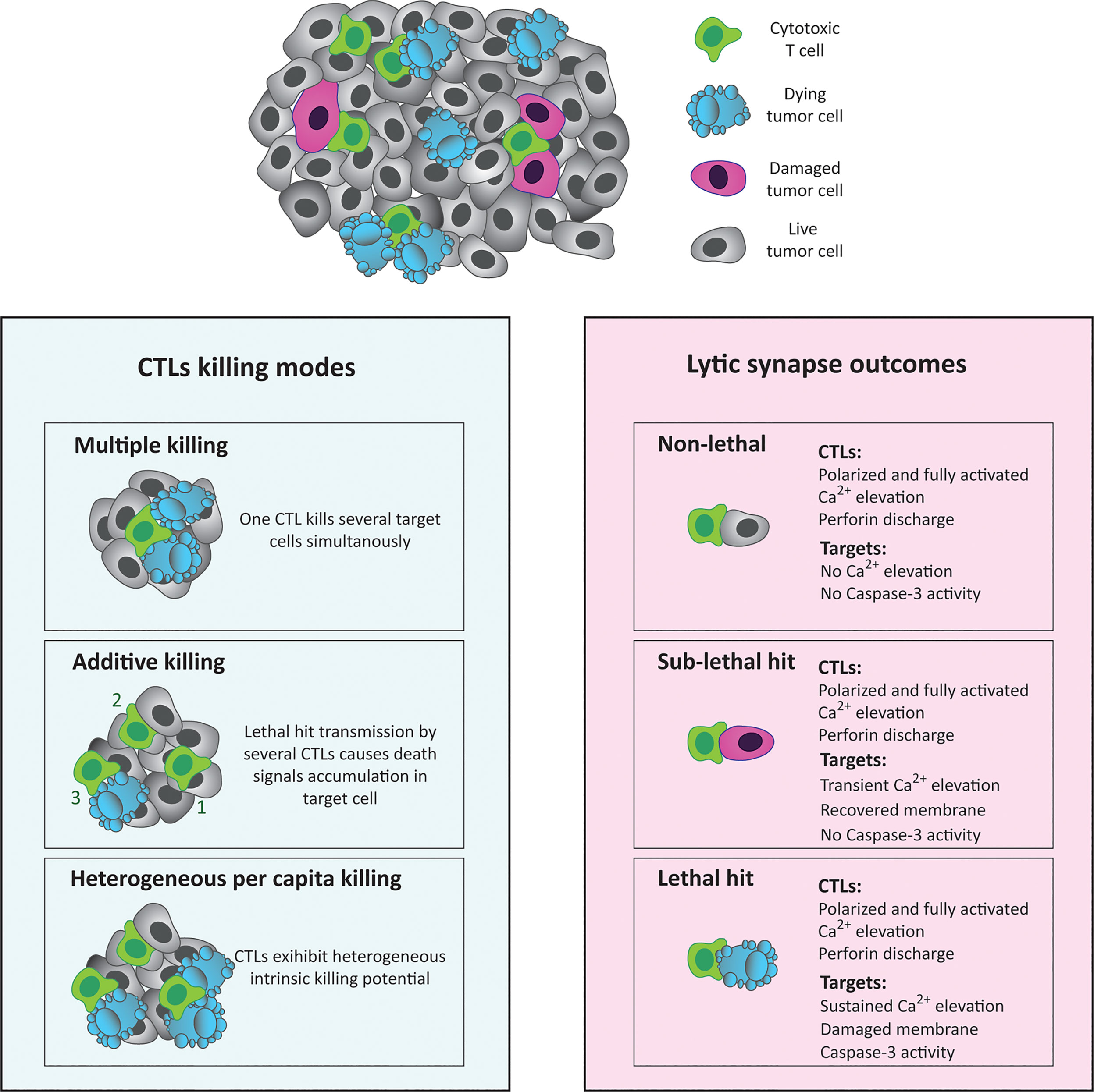 cytotoxic t cells cancer