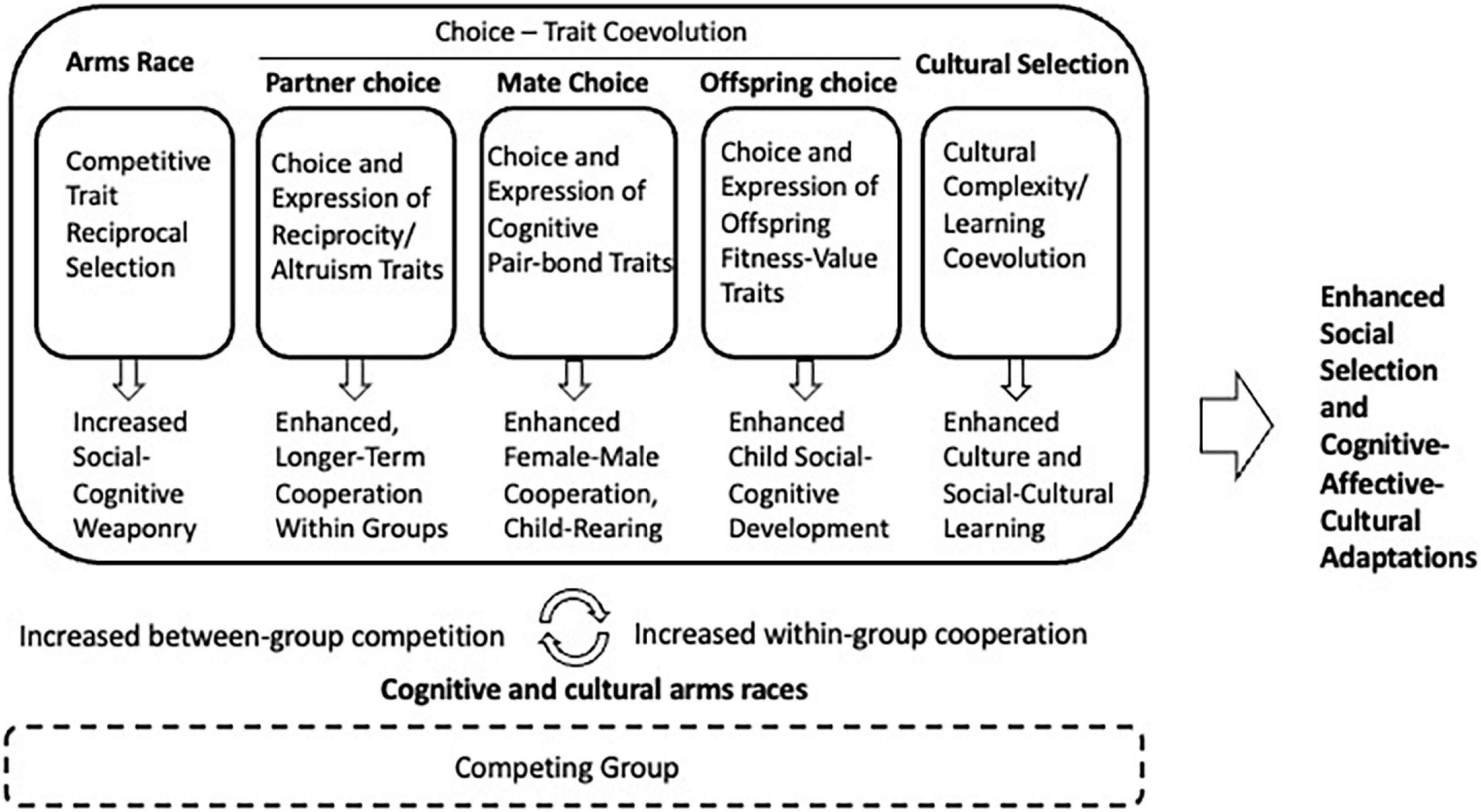 Frontiers  Runaway Social Selection in Human Evolution