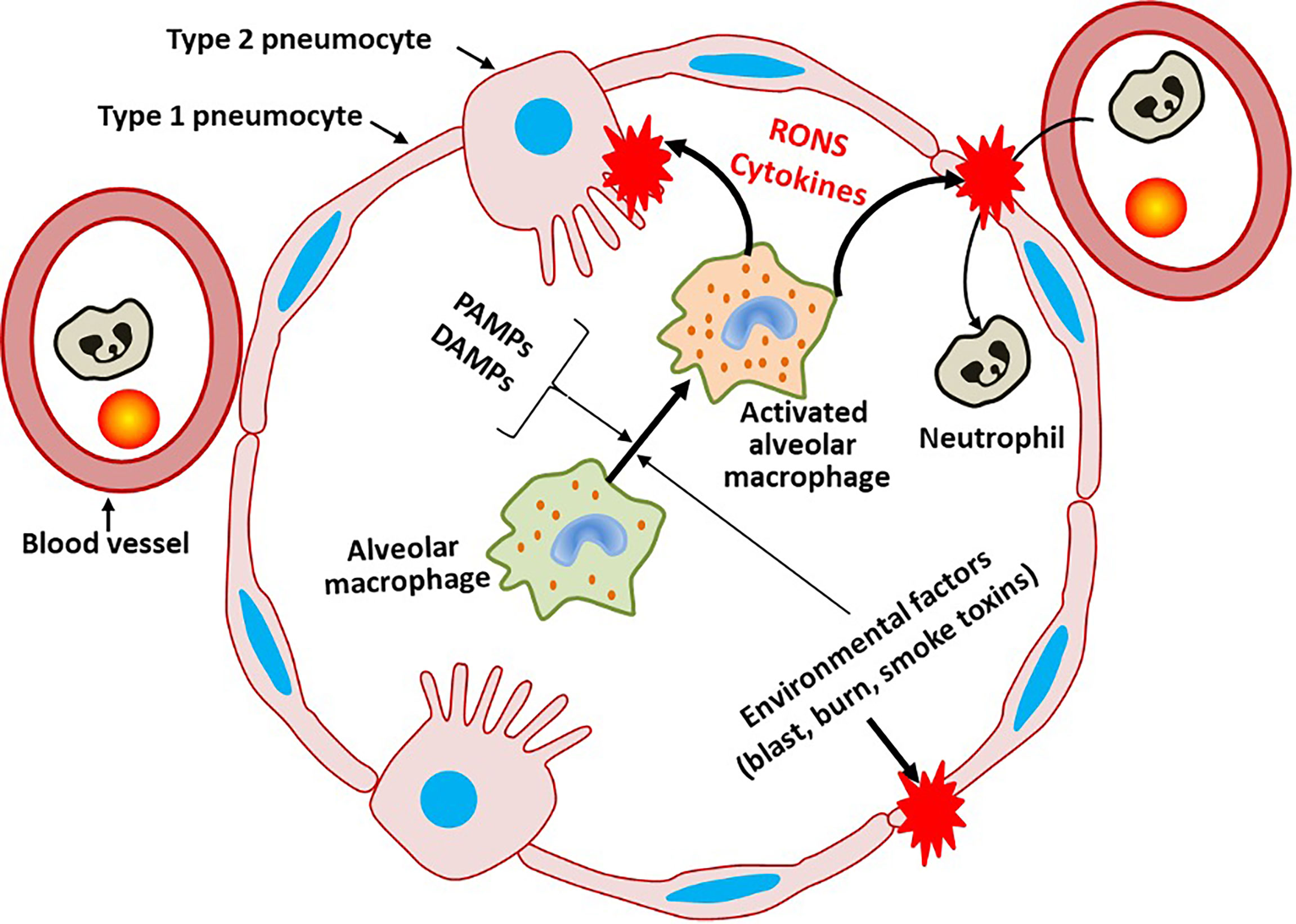 Frontiers A Barrier To Defend Models Of Pulmonary Barrier To Study 