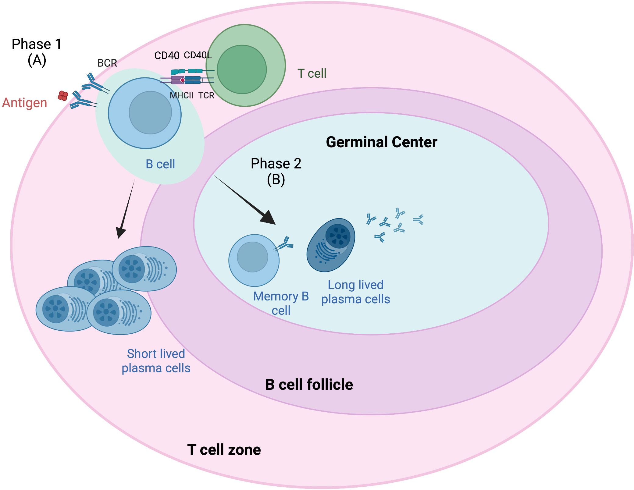 Transcriptional and clonal characterization of B cell plasmablast