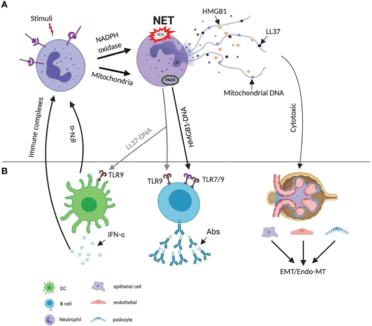 Frontiers Diverse Roles Of Netosis In The Pathogenesis Of Lupus Immunology 1706
