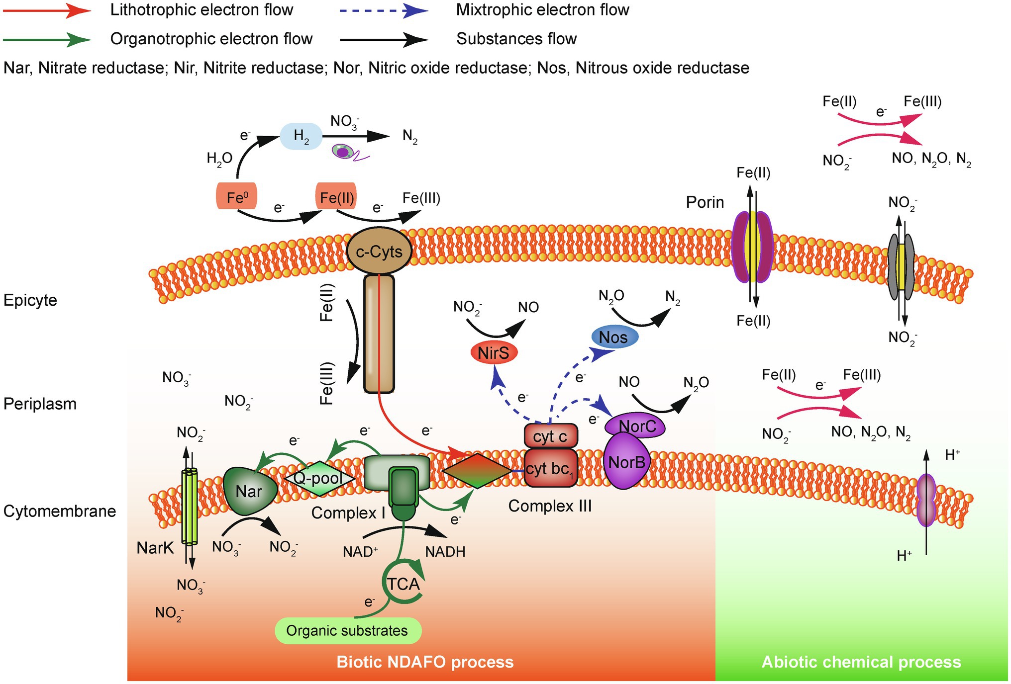 Frontiers | Autotrophic Fe-Driven Biological Nitrogen Removal 