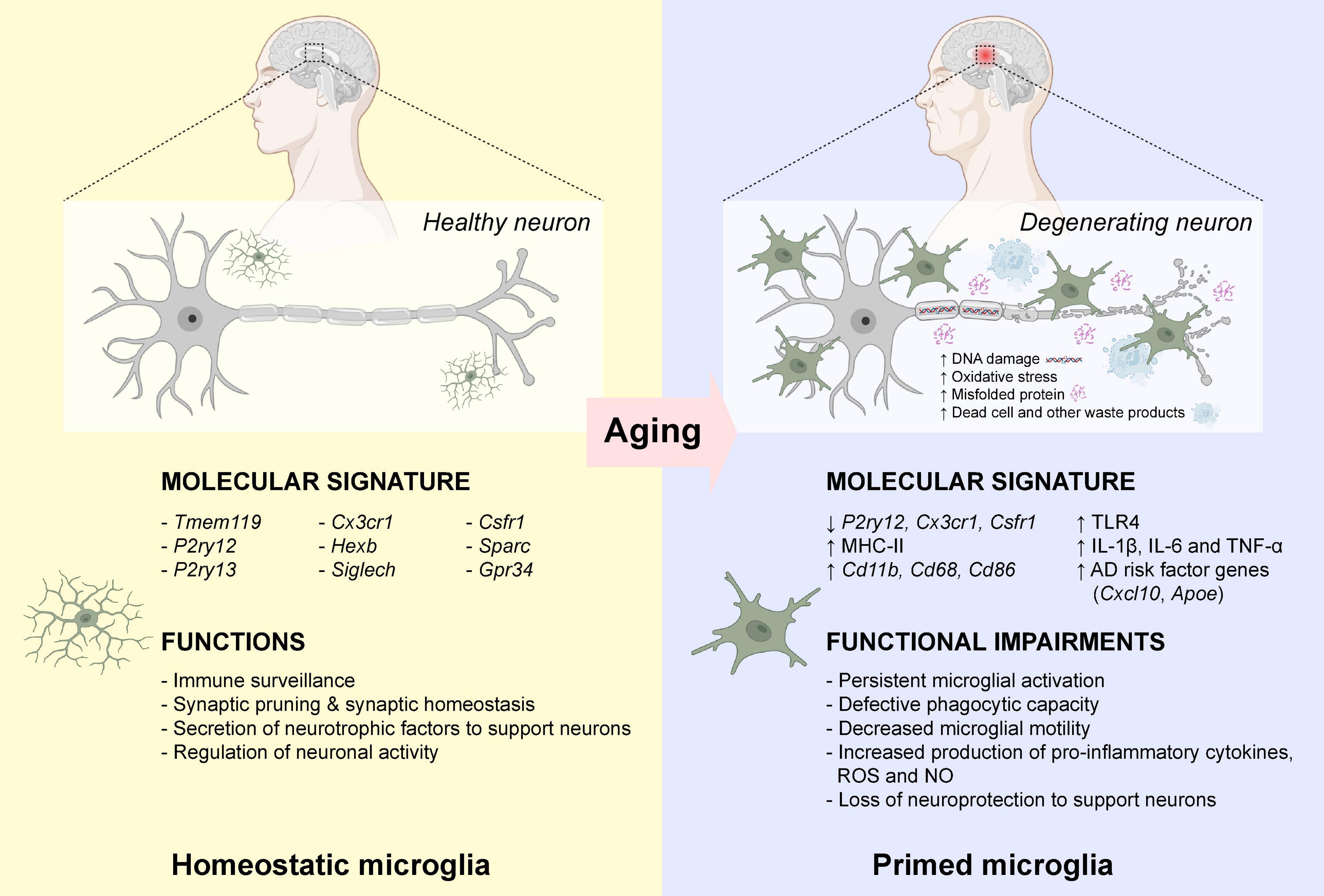 4550px x 3078px - Frontiers | Functional and Phenotypic Diversity of Microglia: Implication  for Microglia-Based Therapies for Alzheimer's Disease