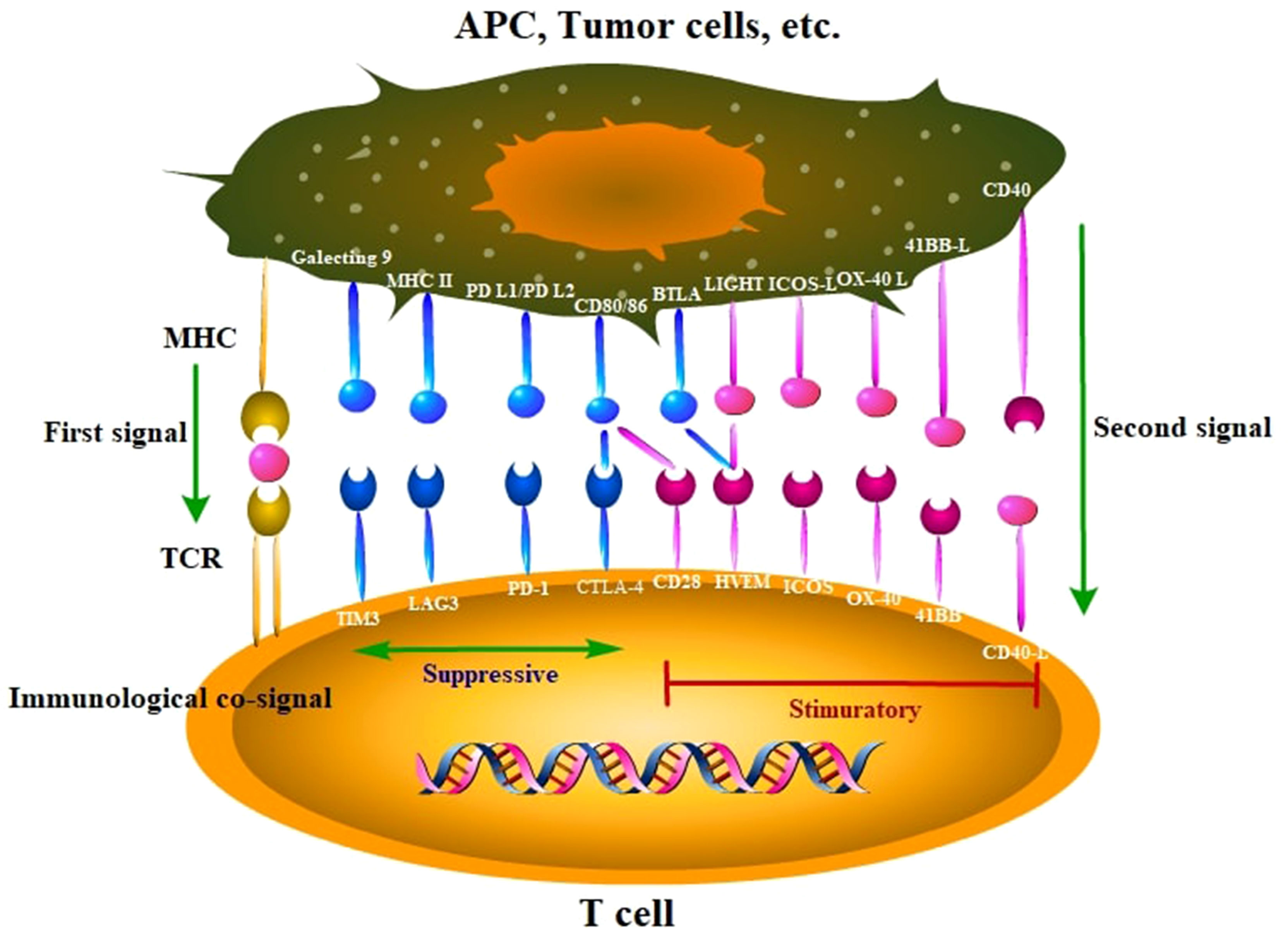 Frontiers | Immune Checkpoint Inhibitors for Advanced