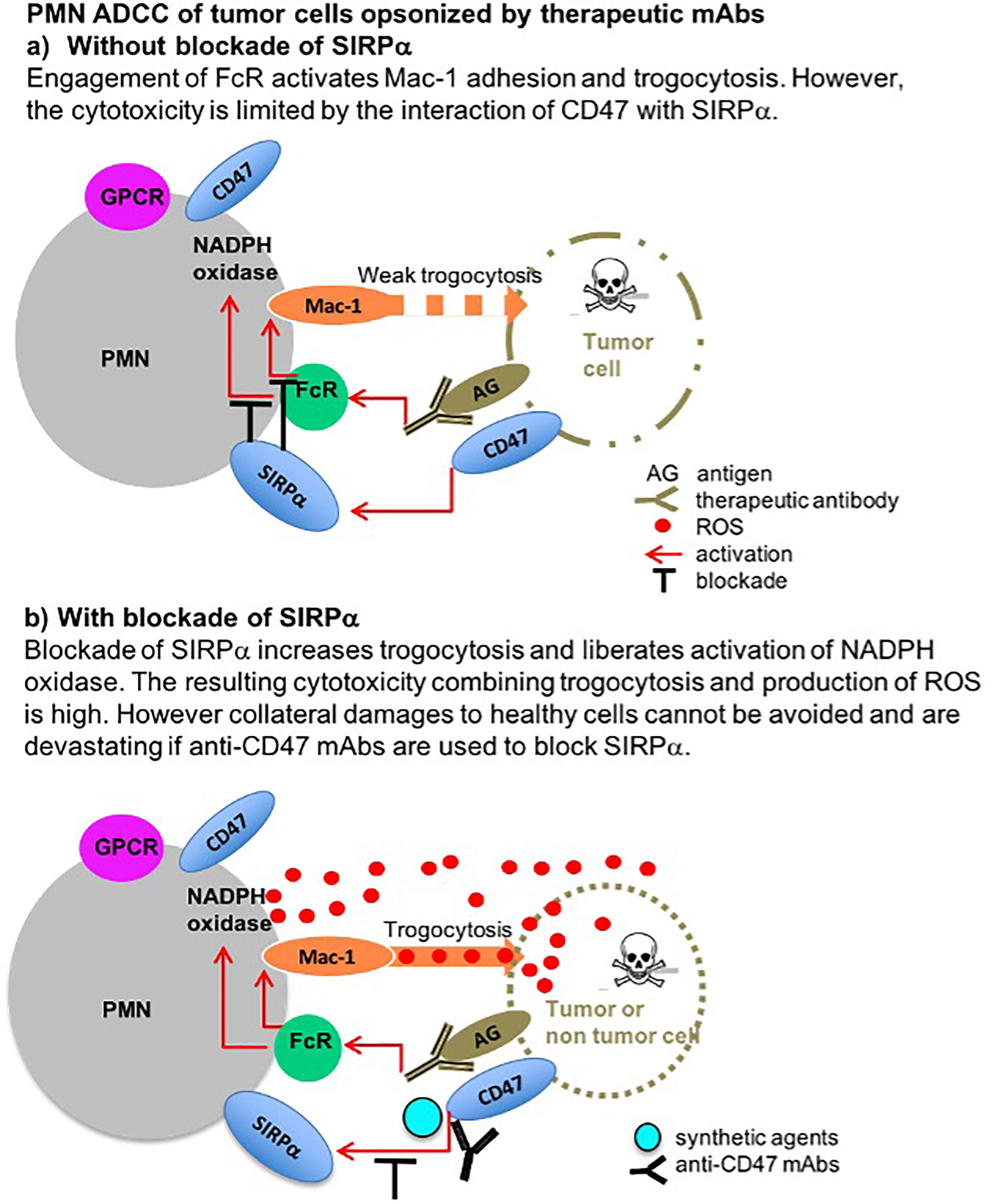 Frontiers | CD47-SIRPα Controls ADCC Killing Of Primary T Cells By PMN ...