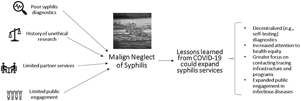 Syphilis  Think Global Health
