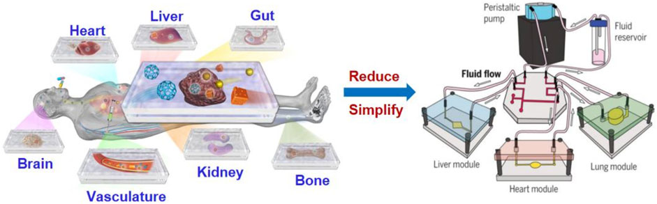 Frontiers | PBPK Modeling on Organs-on-Chips: An Overview of Recent  Advancements