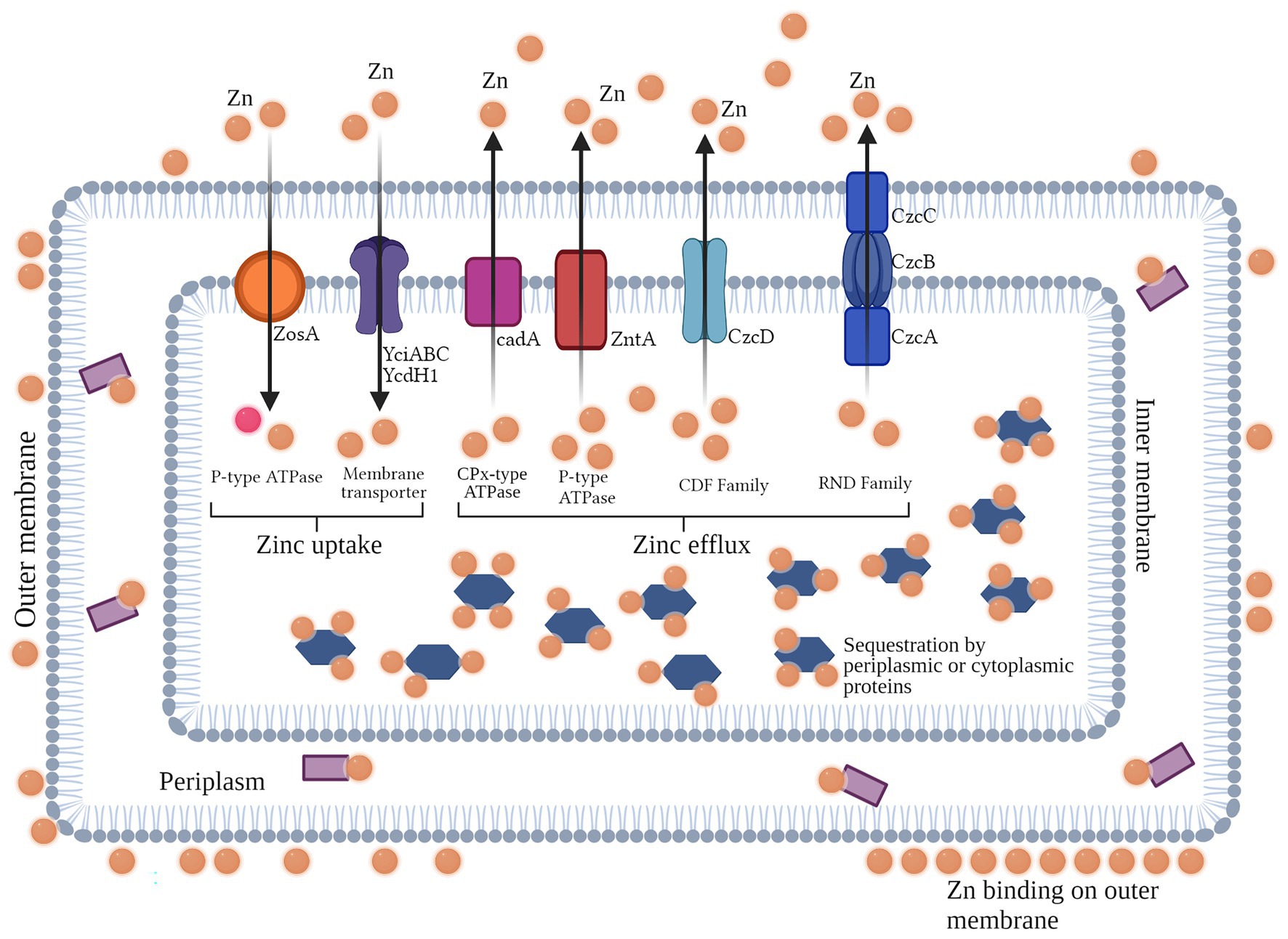 Frontiers | Zinc Essentiality, Toxicity, And Its Bacterial ...