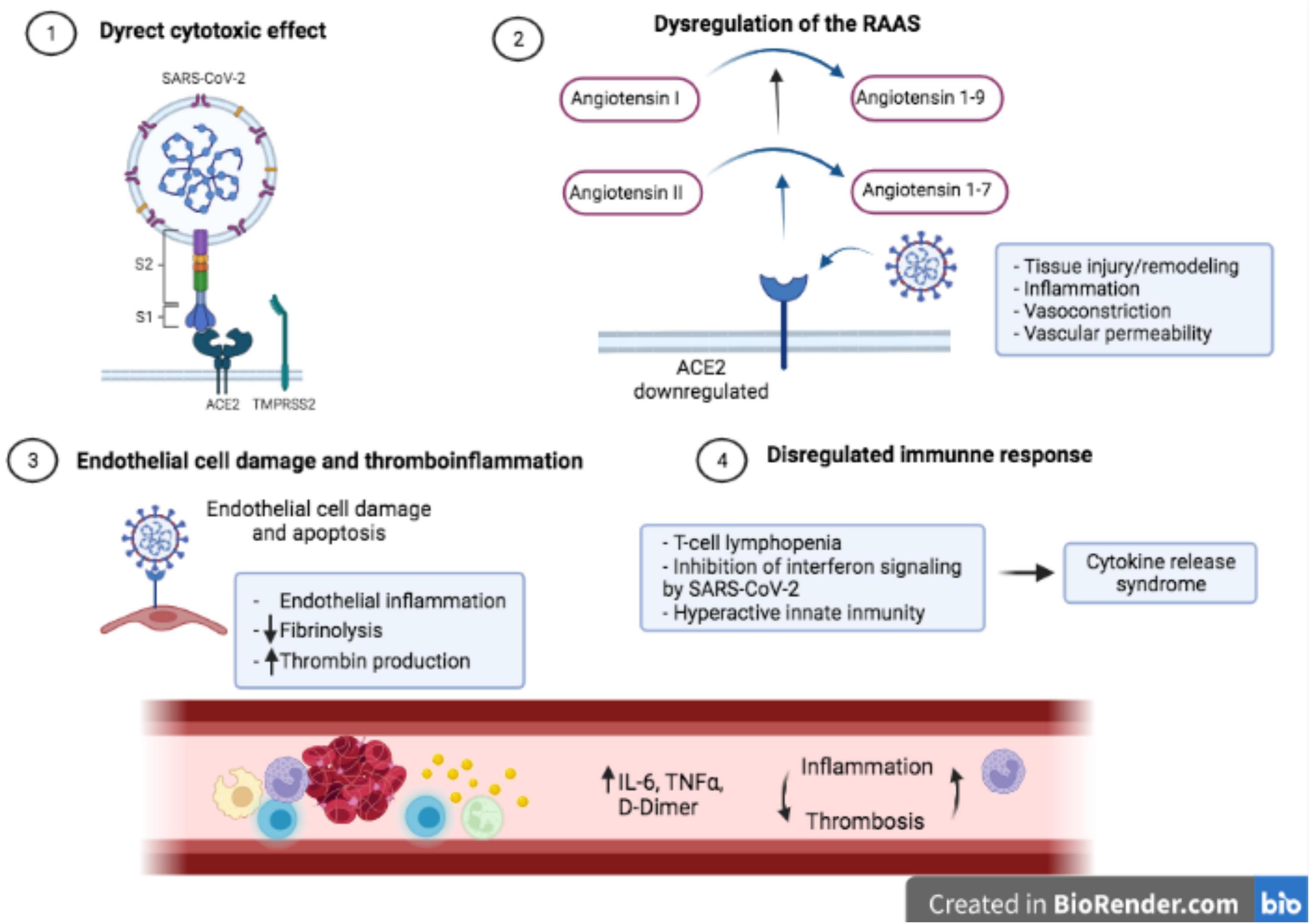 Long-term cardiovascular outcomes of COVID-19