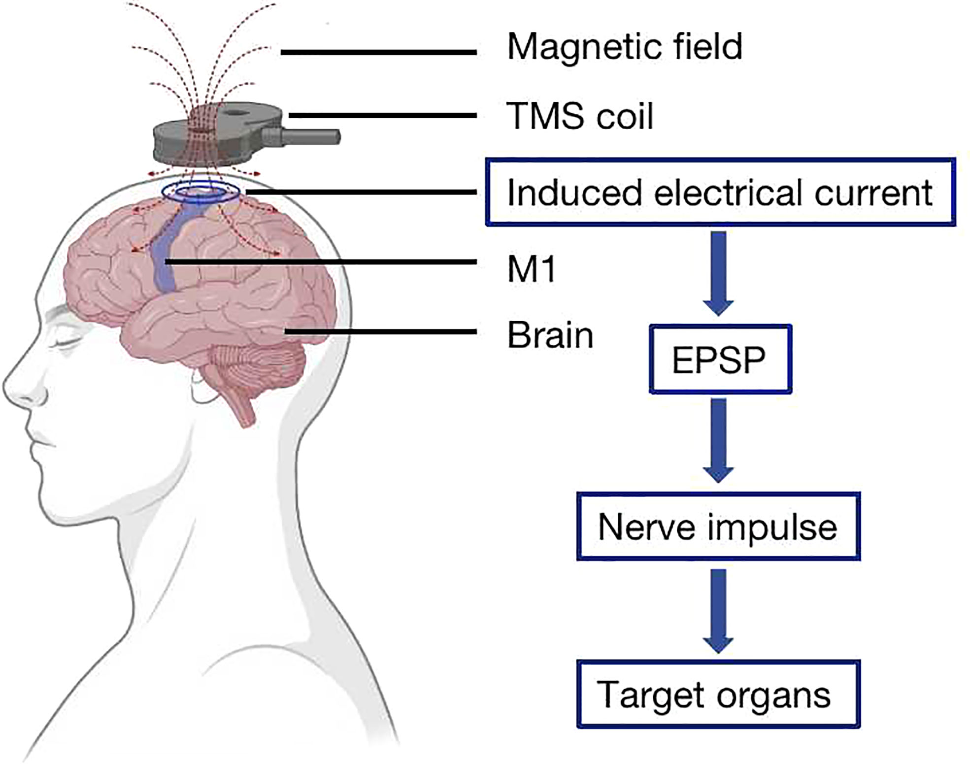 | Clinical application transcranial magnetic stimulation in multiple sclerosis