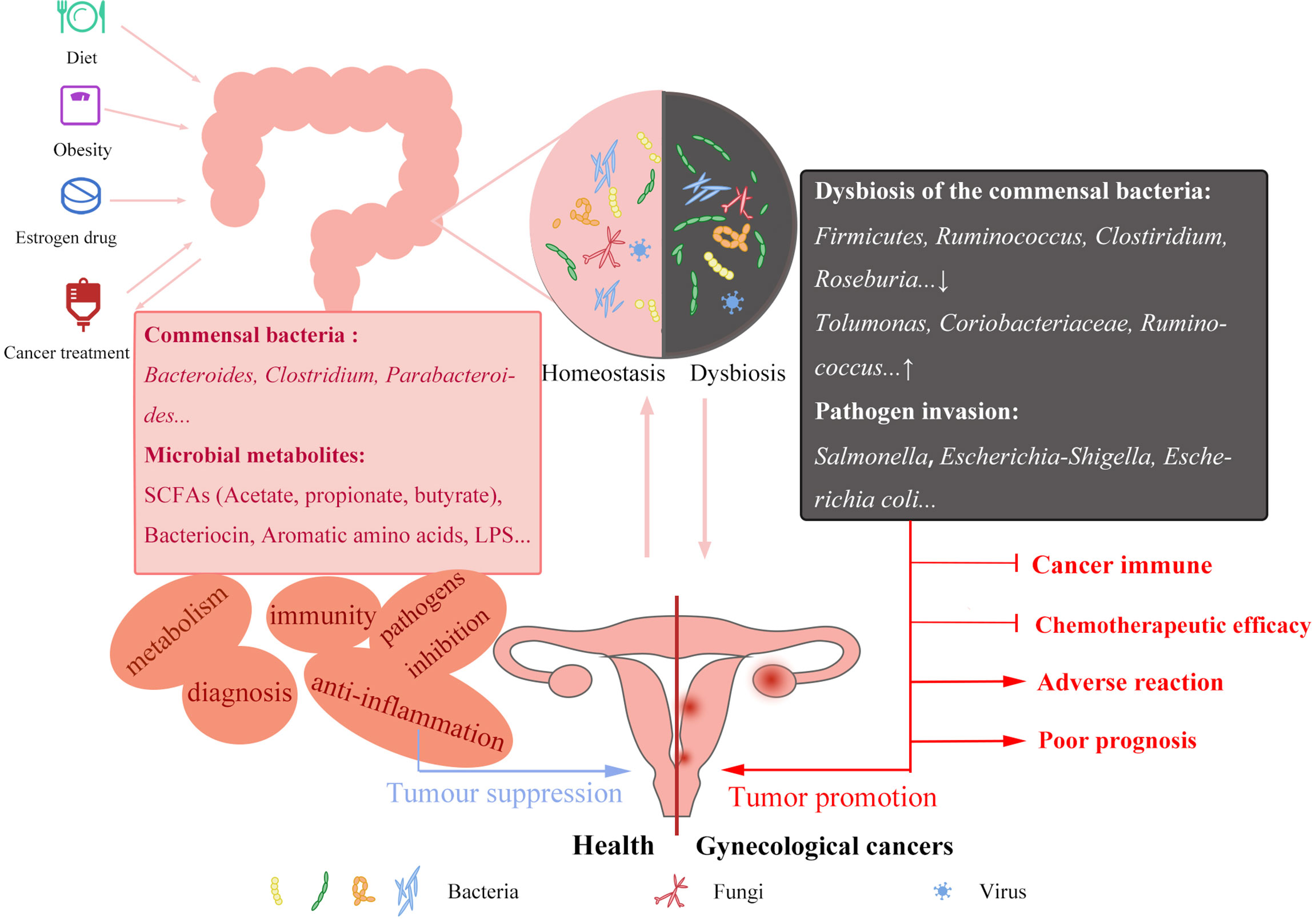 Frontiers  Interactions between microbiota and cervical