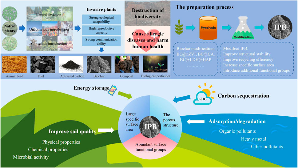 Frontiers | Application Of Invasive Plants As Biochar Precursors In The ...