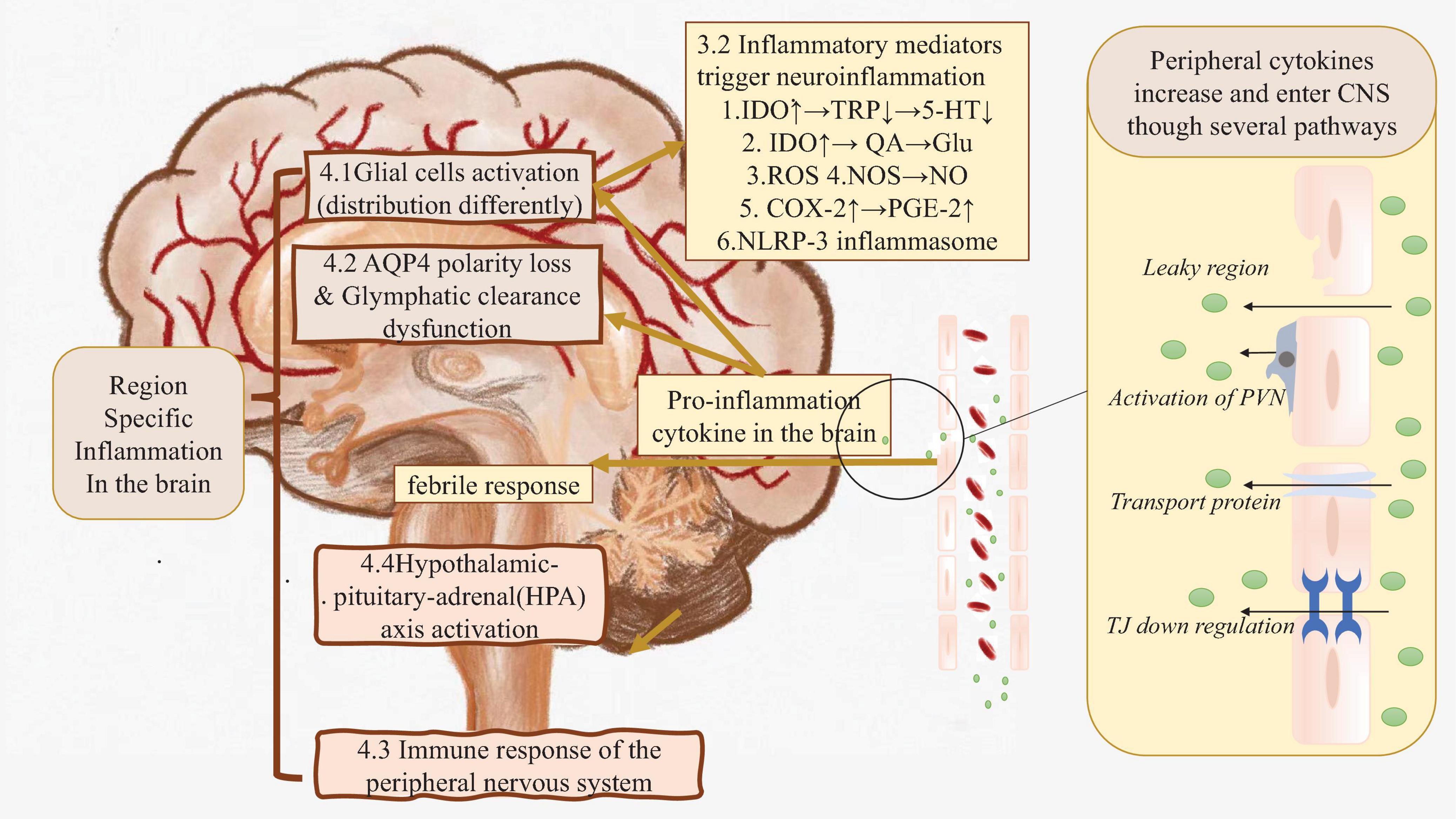 Frontiers Inflammation From Peripheral Organs To The Brain How Does 