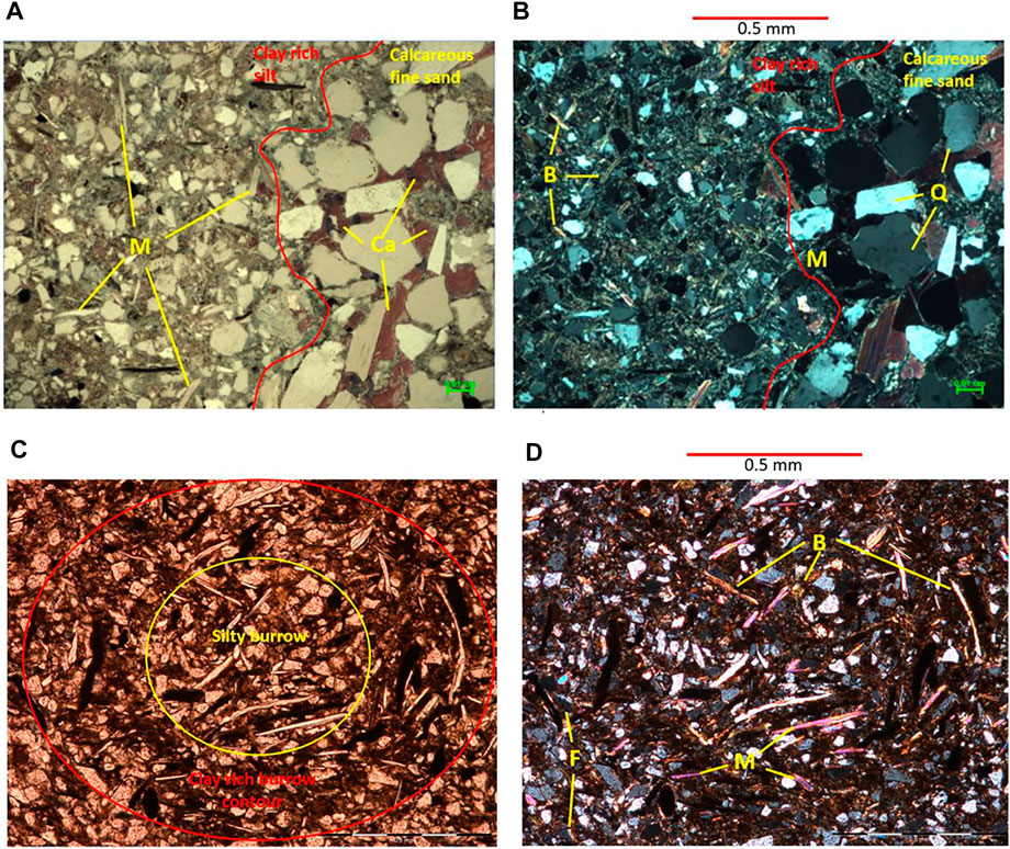Intricate microfabrics. Microphotographs in plain light in soils: (a,b)