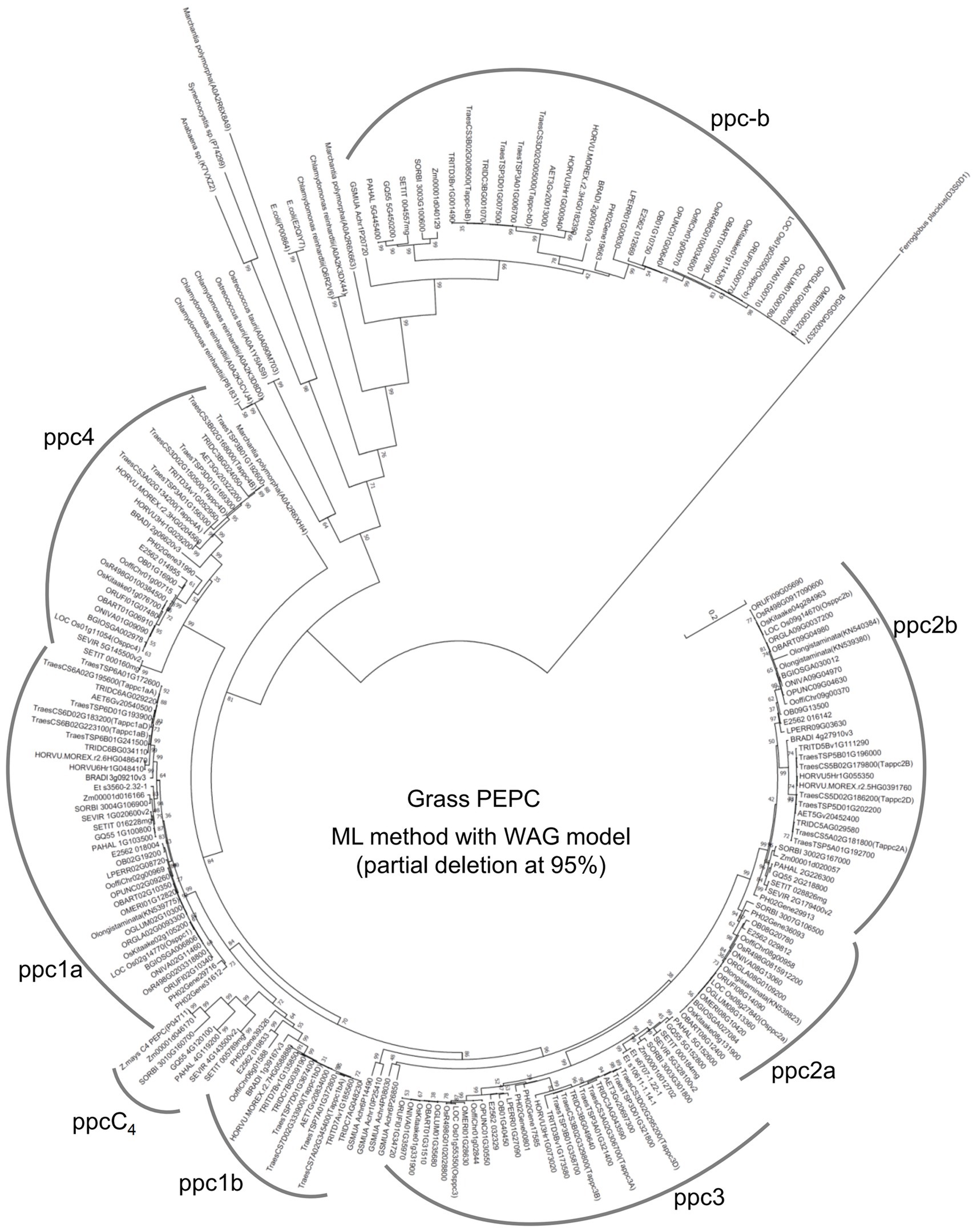 Evolution of C4 Phosphoenolpyruvate Carboxylase inFlaveria, a