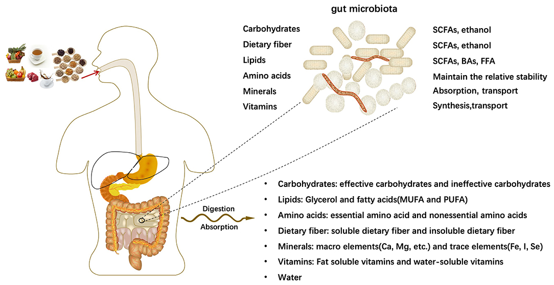 Frontiers | Effects of Dietary Nutrients on Fatty Liver Disease 
