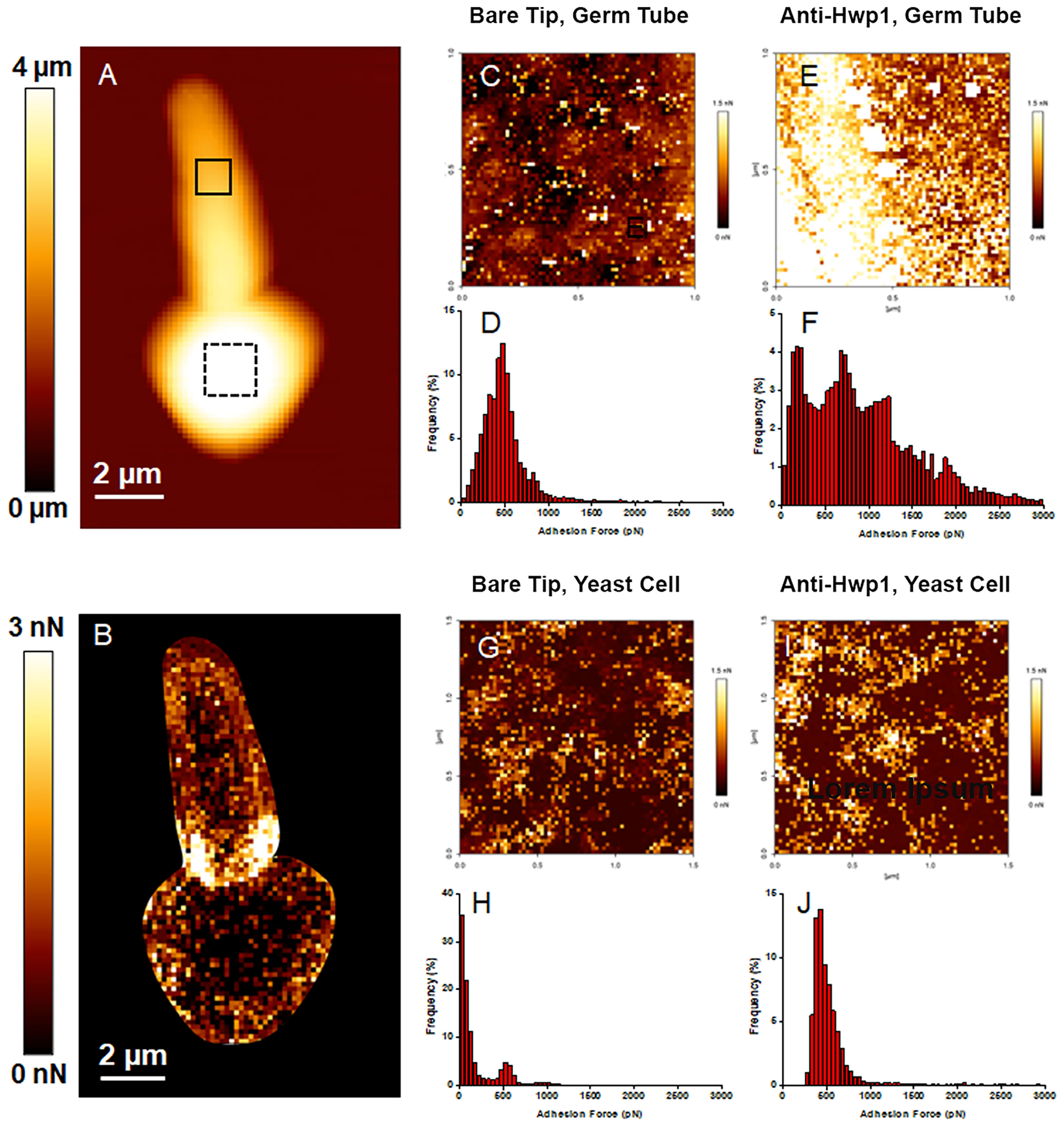 Frontiers Development And Use Of A Monoclonal Antibody Specific For The Candida Albicans Cell 