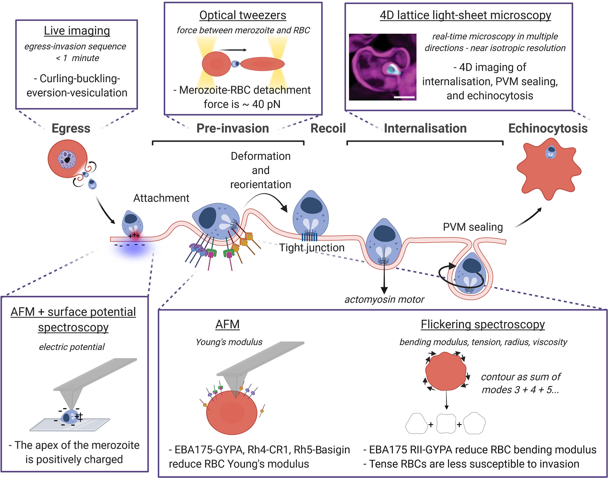 Frontiers  Biophysical Tools and Concepts Enable Understanding of Asexual  Blood Stage Malaria