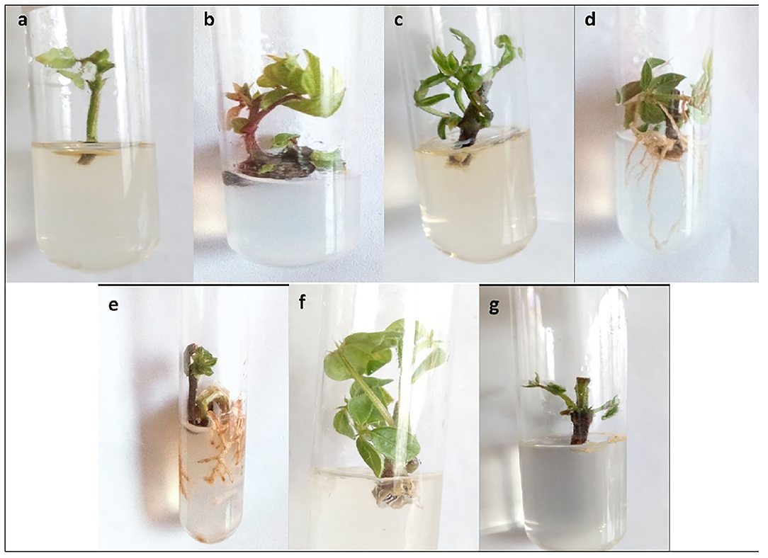 Frontiers  Elicitation of the in vitro Cultures of Selected Varieties of  Vigna radiata L. With Zinc Oxide and Copper Oxide Nanoparticles for  Enhanced Phytochemicals Production
