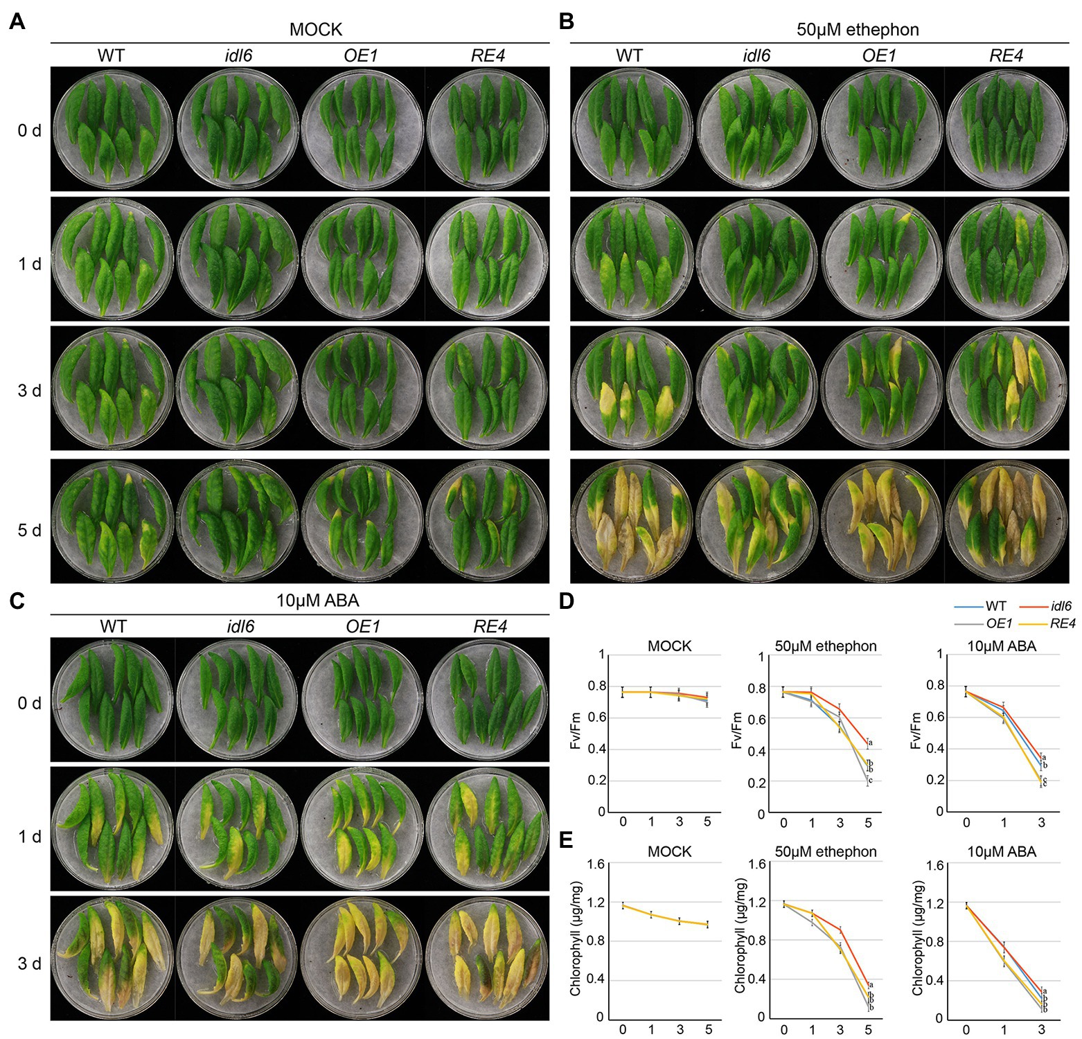 Frontiers | The INFLORESCENCE DEFICIENT IN ABSCISSION-LIKE6 Peptide ...