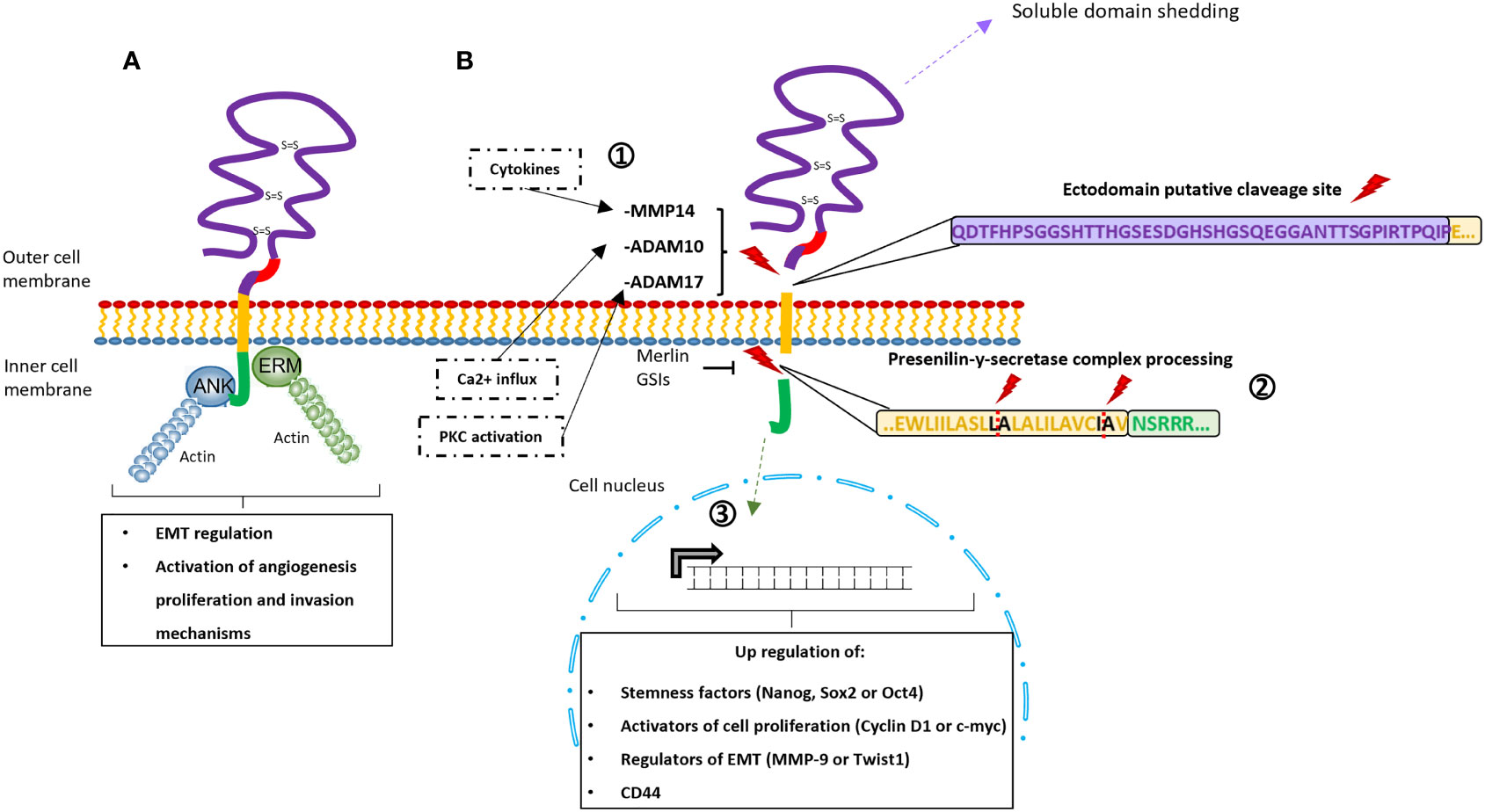 Frontiers | CD44 In Sarcomas: A Comprehensive Review and Future 